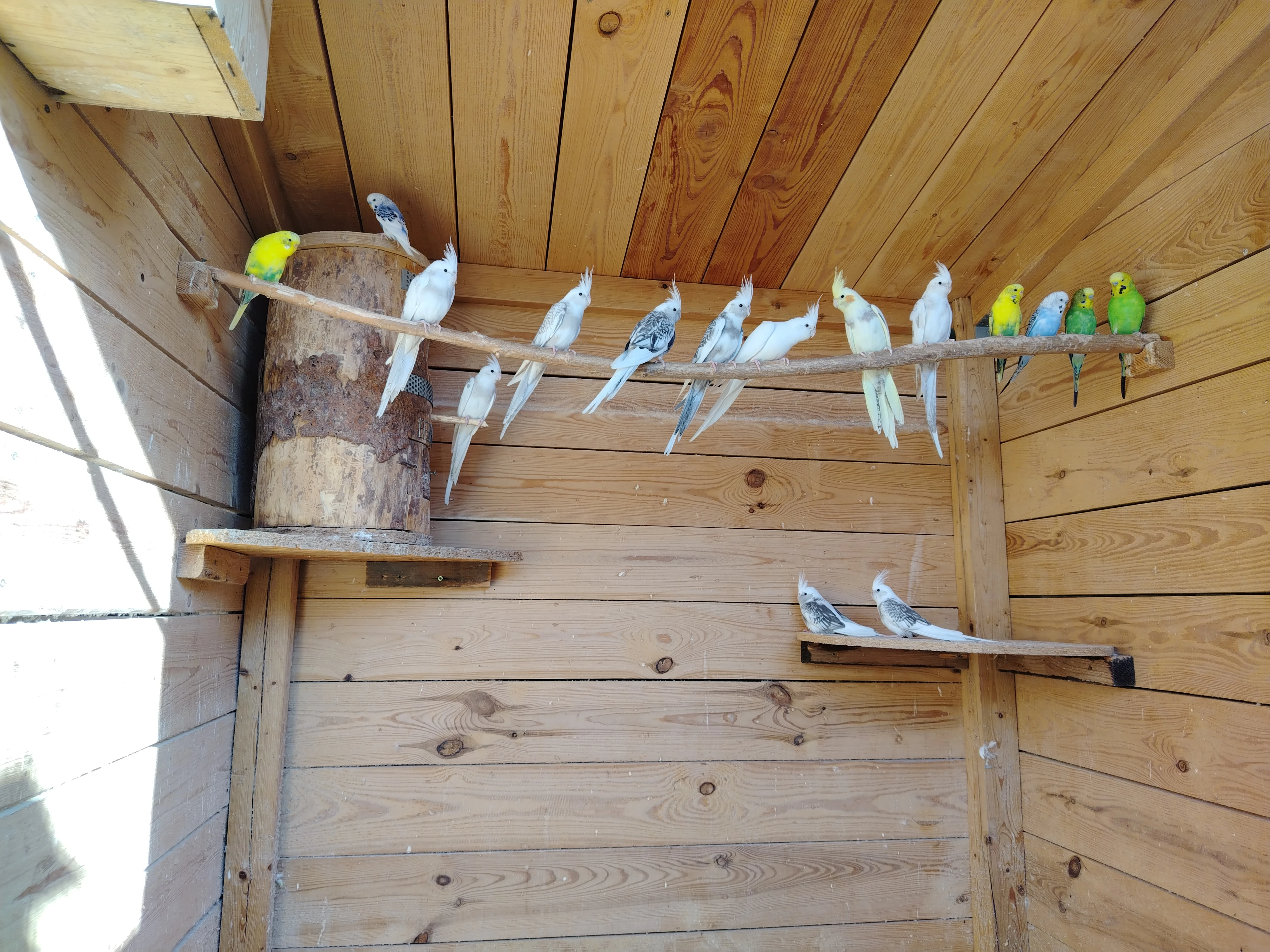 Korely,Andulky,Neofémy Tyrkysové