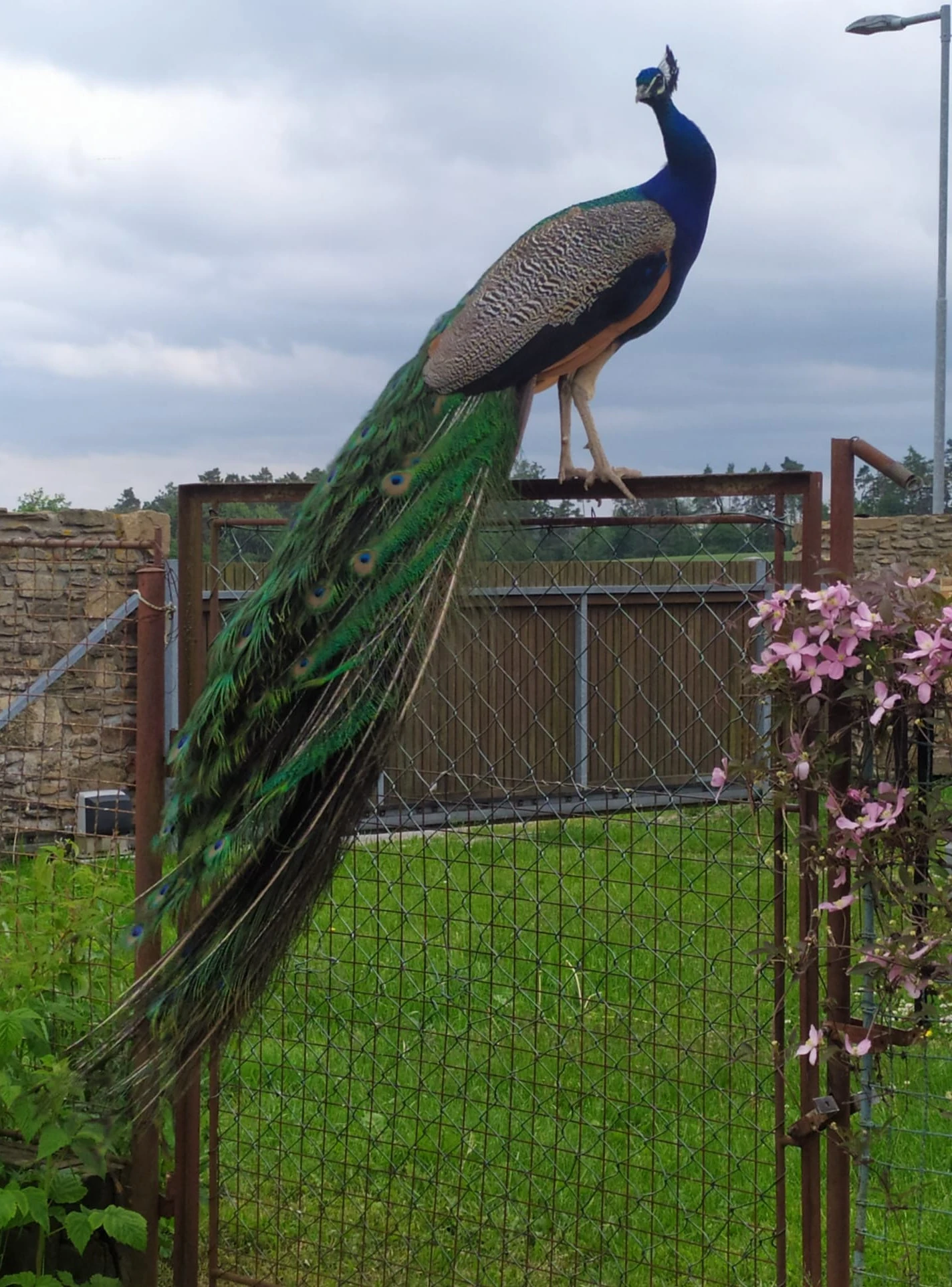 Páv korunkatý modrý - letošní odchov - 2 pávi