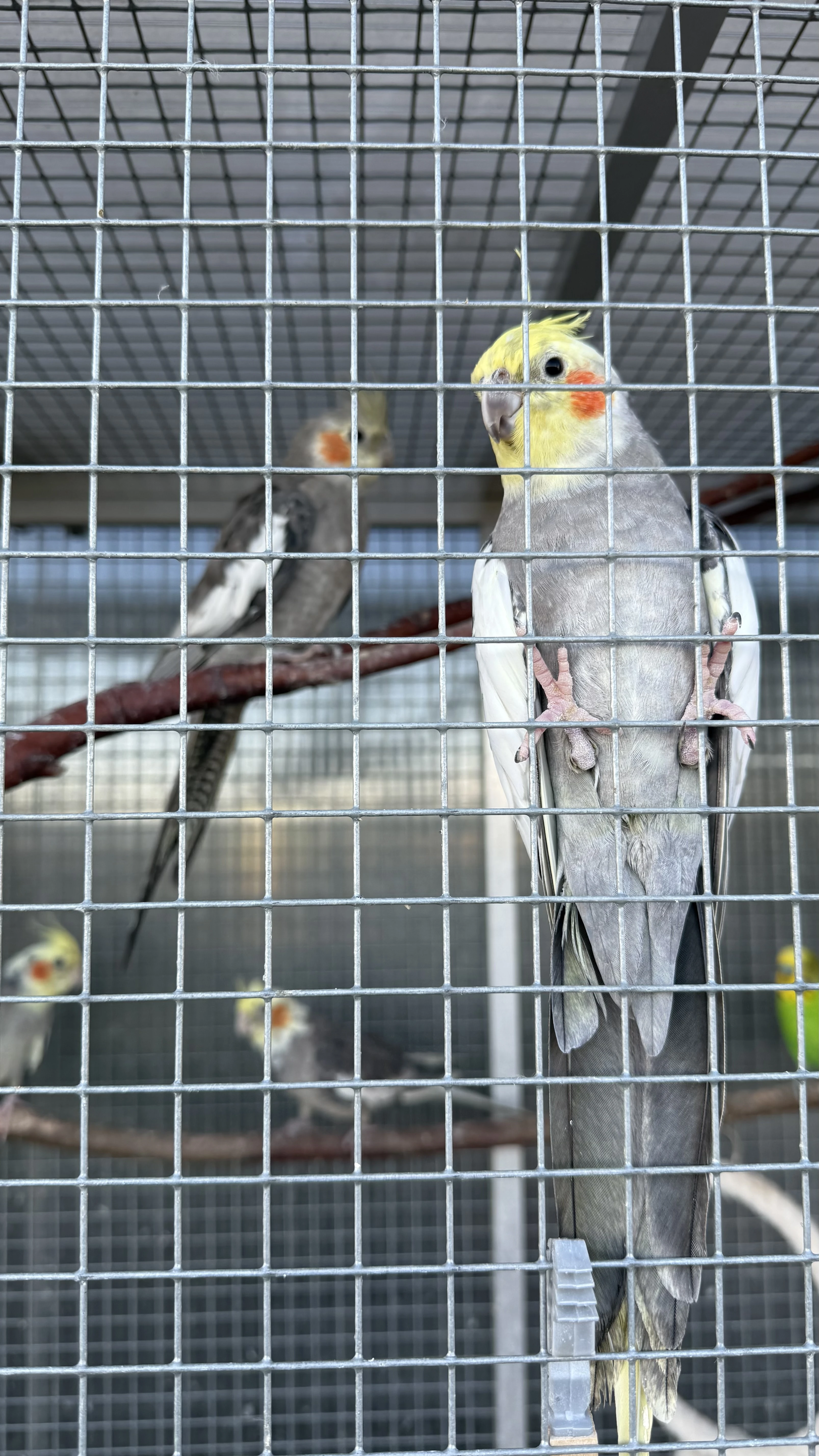 Daruji Korely chovný pár  a 3 mláďata