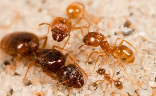 Mravenec druhu: Pheidole pallidula