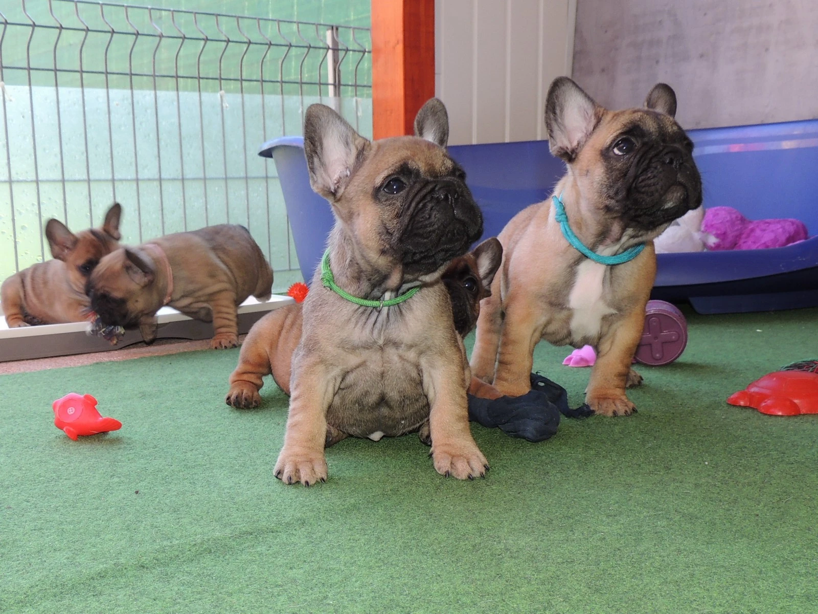 Francouzský buldoček s PP.FCI.