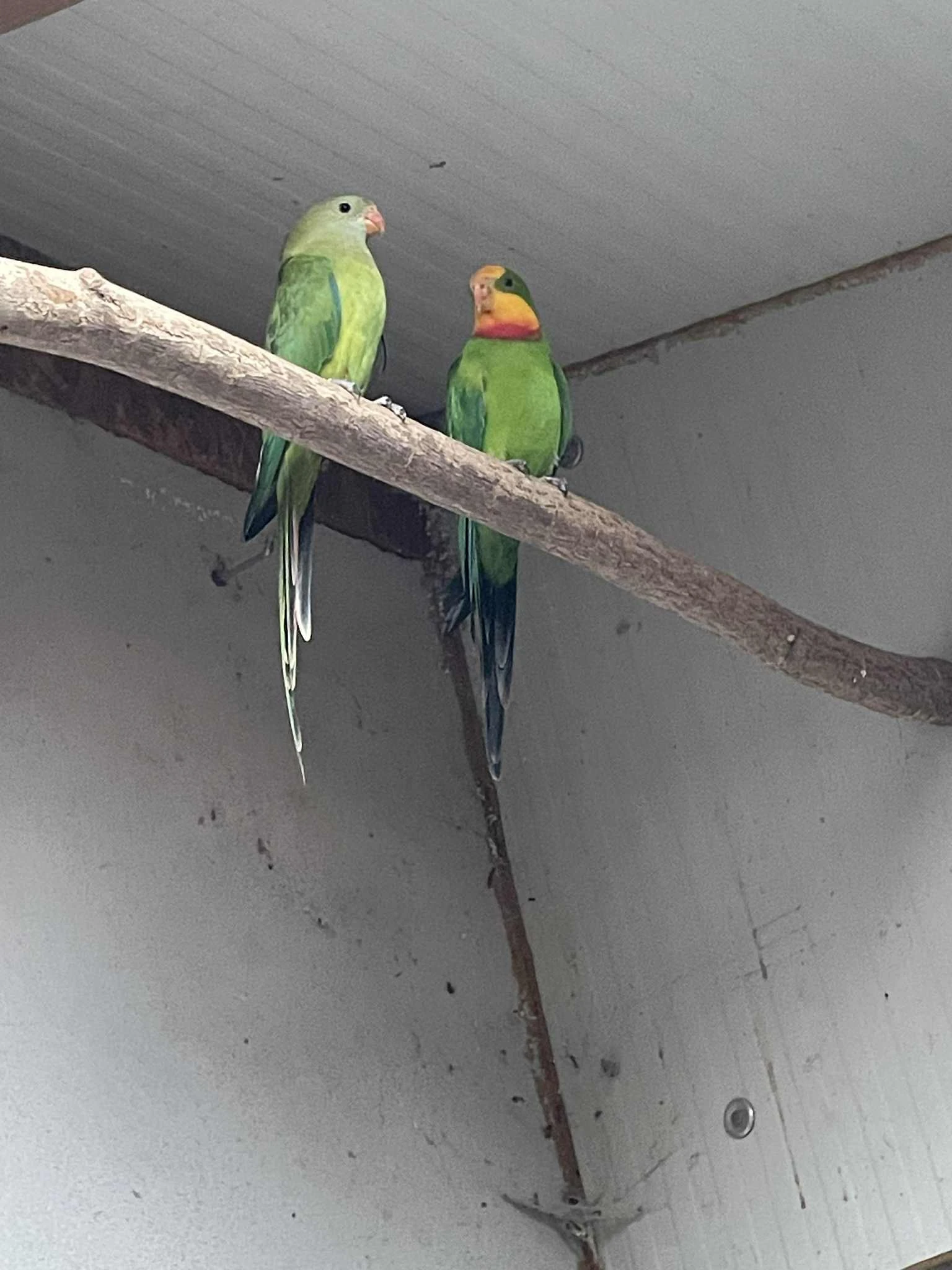 Prodám pár papoušků nádherných