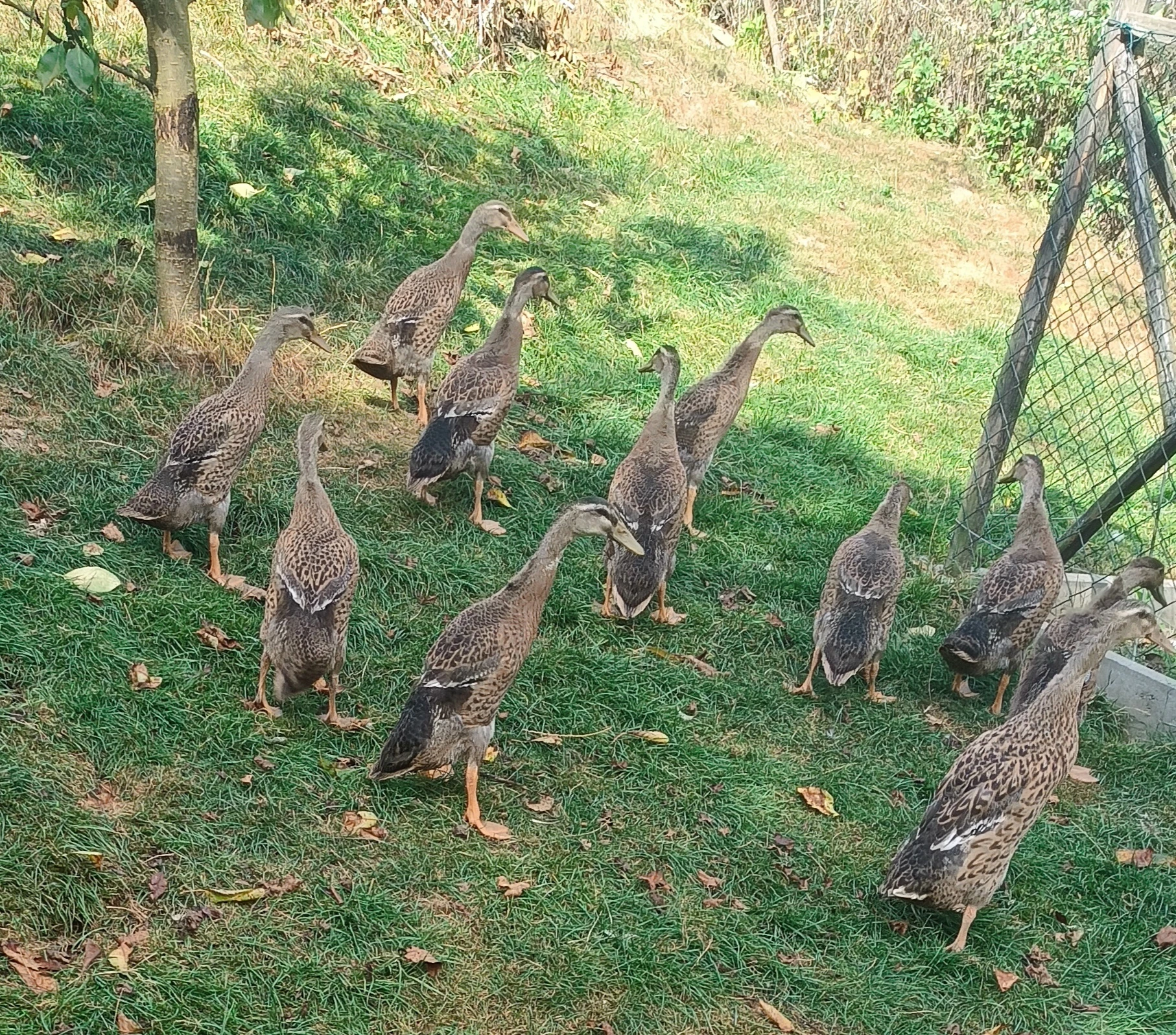 Prodám Indické běžce