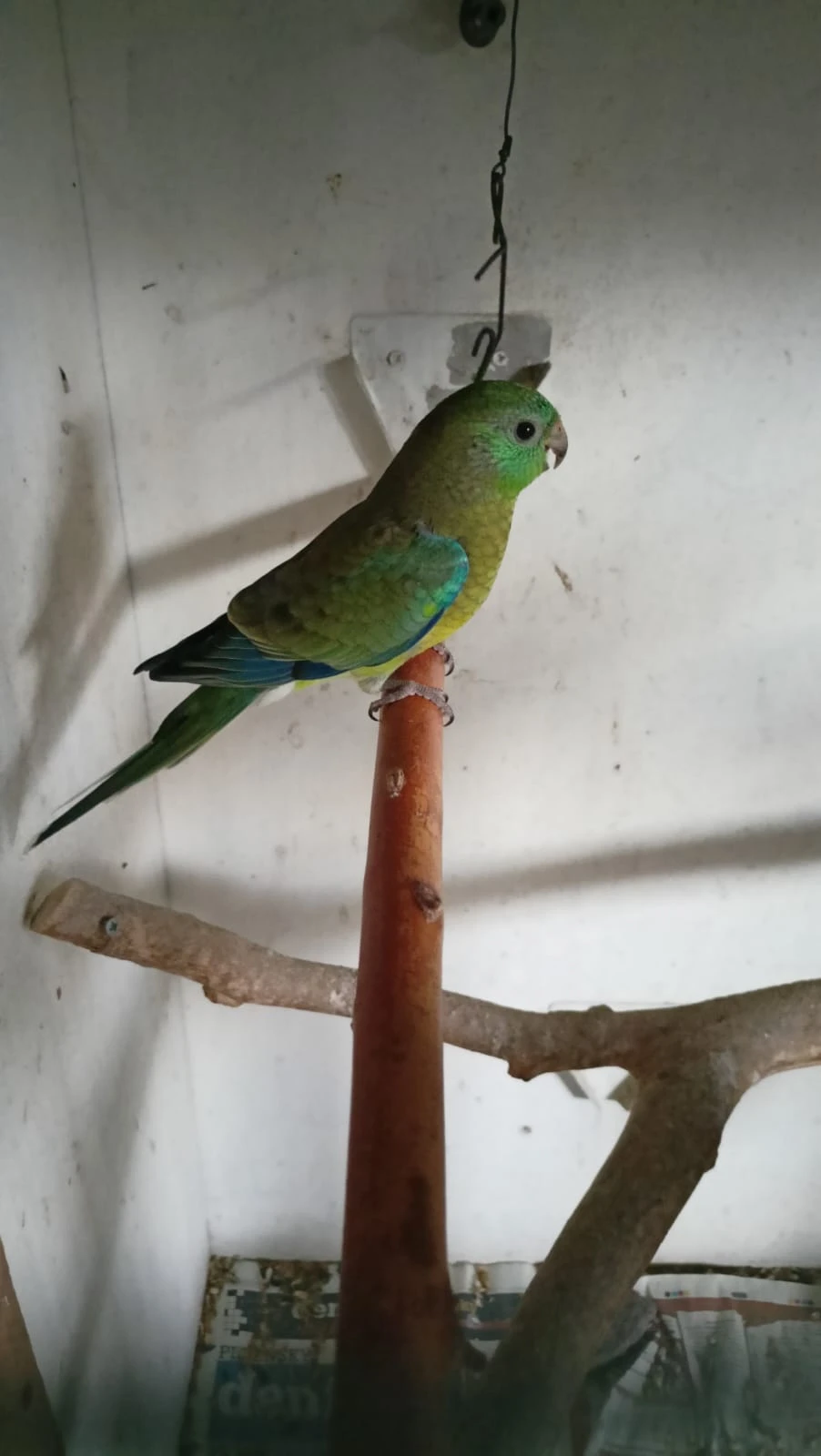 Prodám papouška zpěvavého