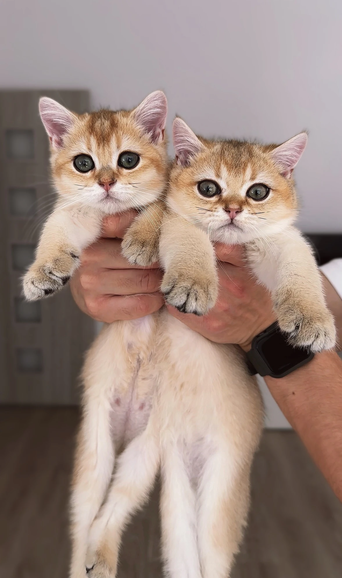 Britská zlatá činčila NY11 – 2 kocourci s PP, nar. 22.05, chovatelská stanice WC