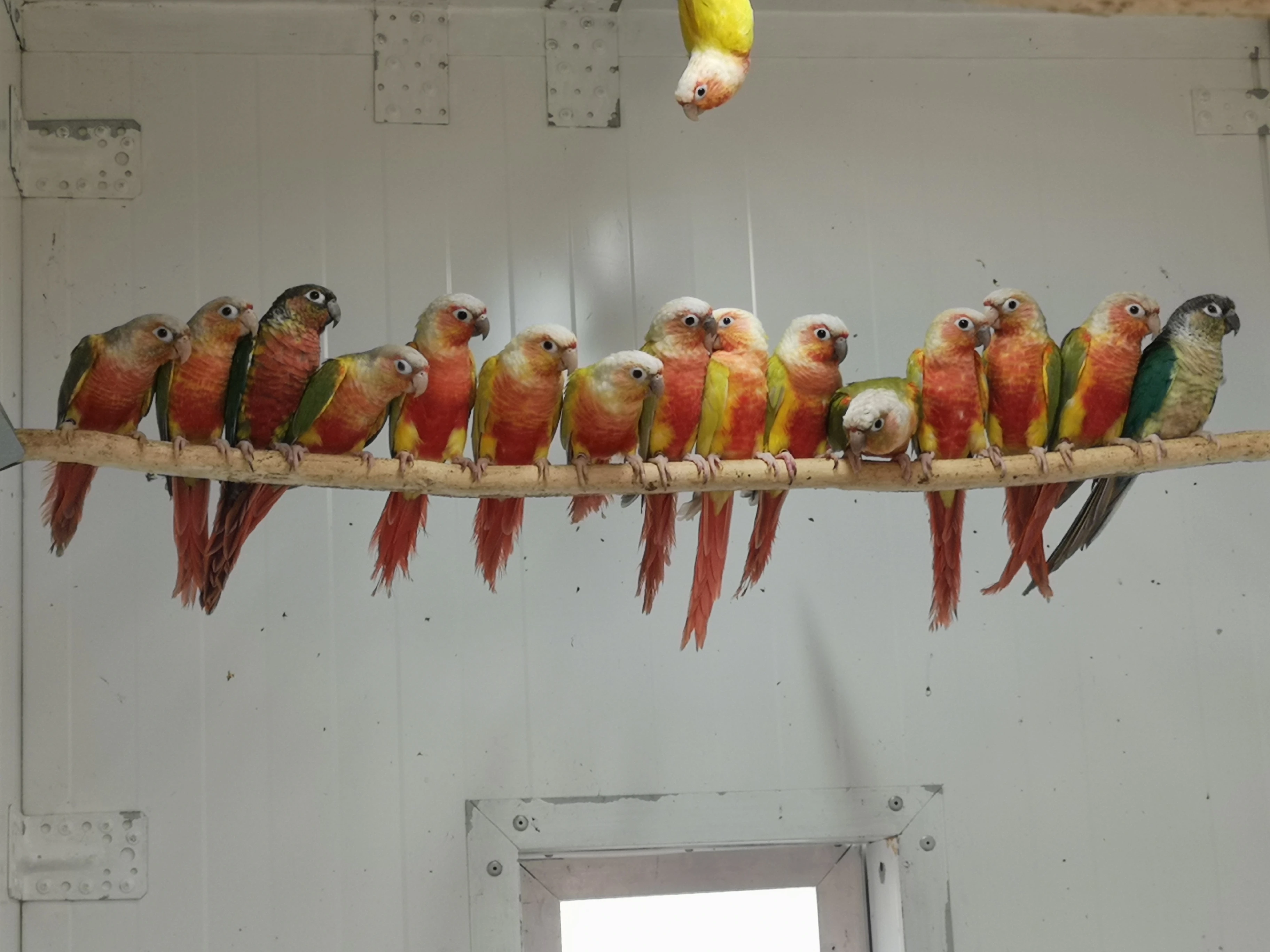 Mutační pyrury zelenolící