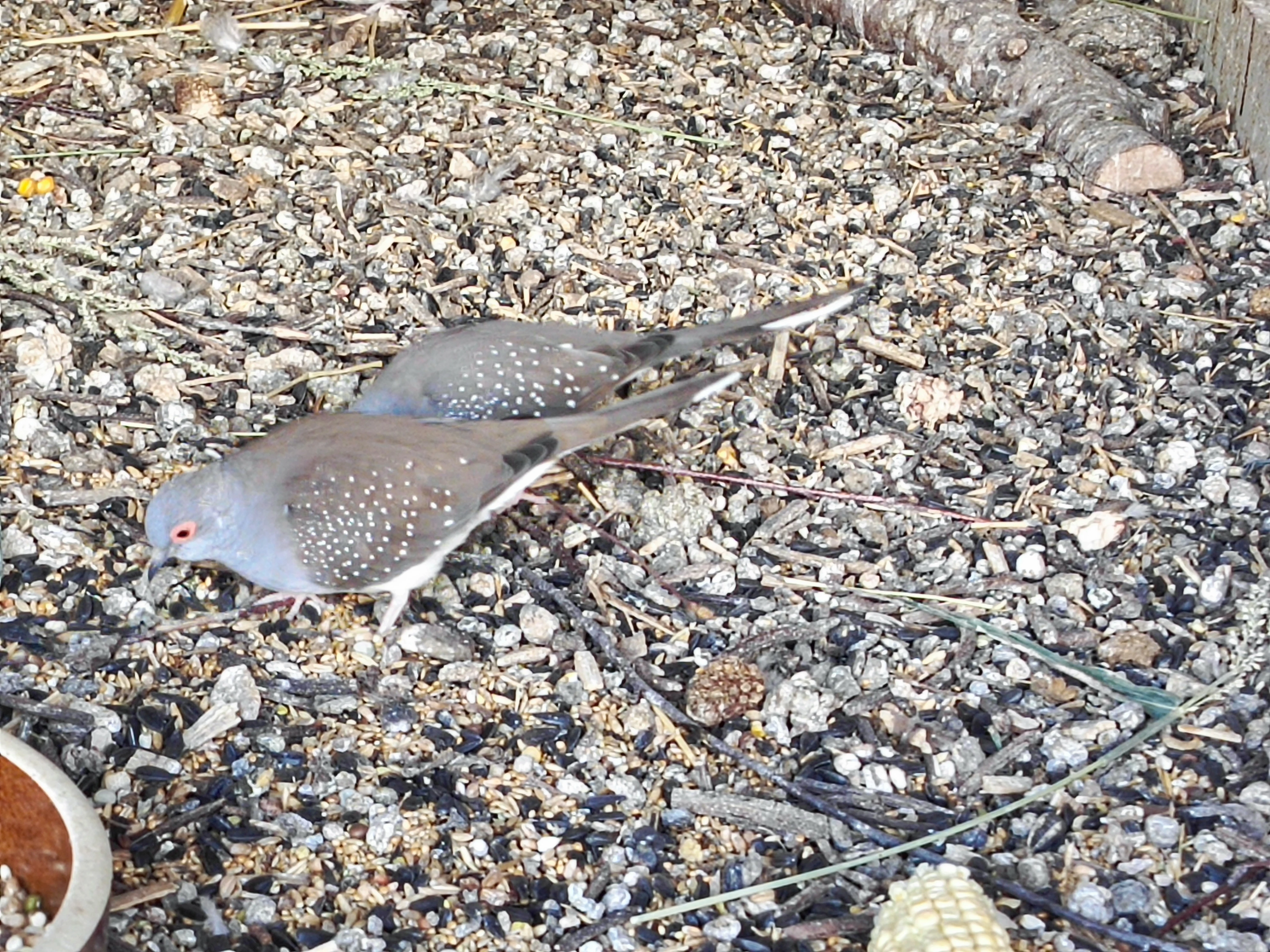 Holoubek diamantový