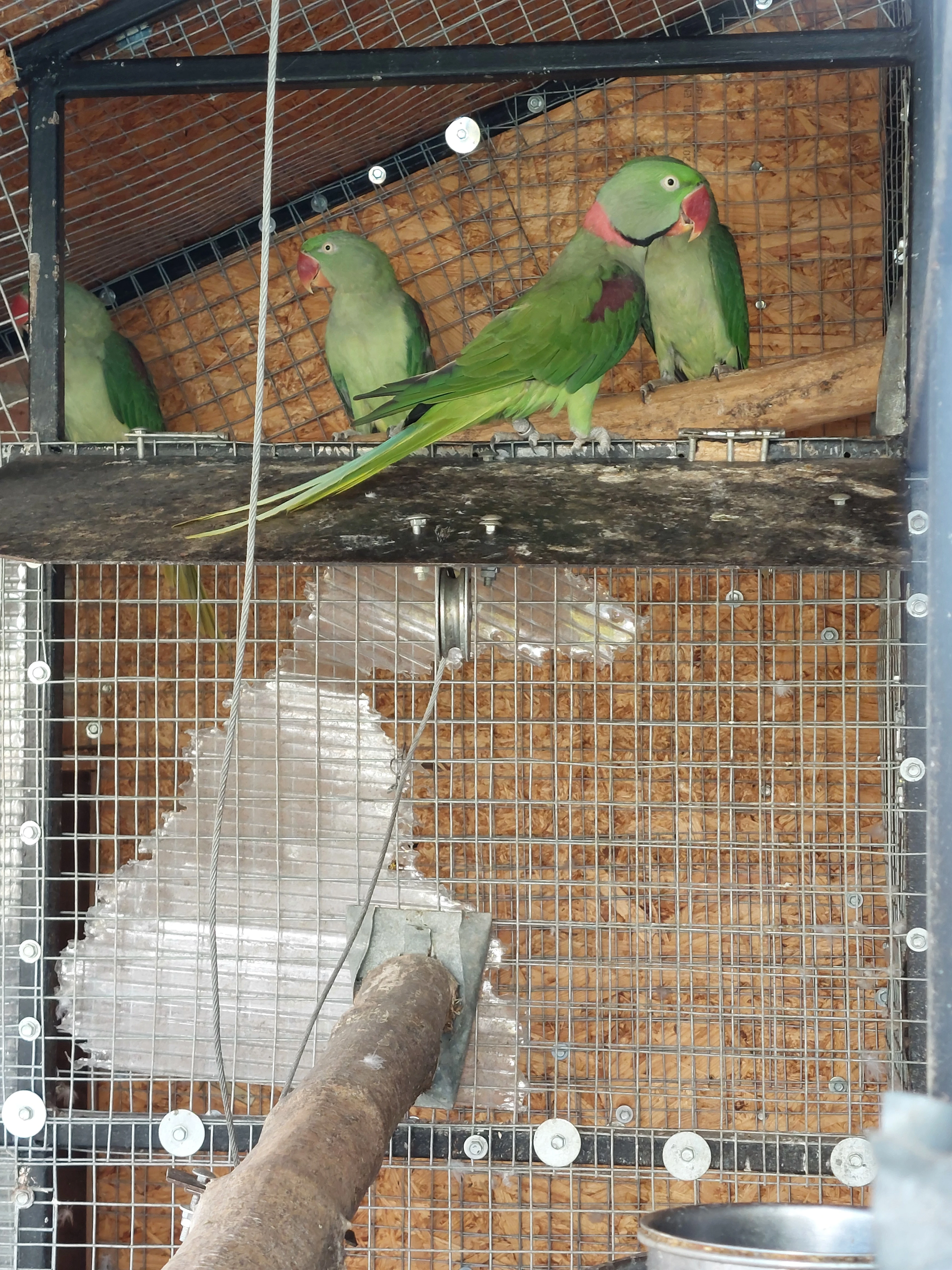 Prodám Alexandr velký zelený