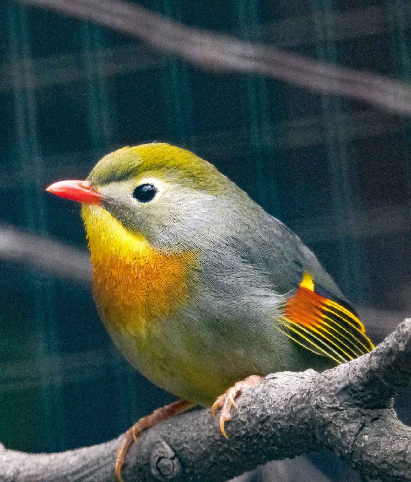 Timalie čínská, chovné páry