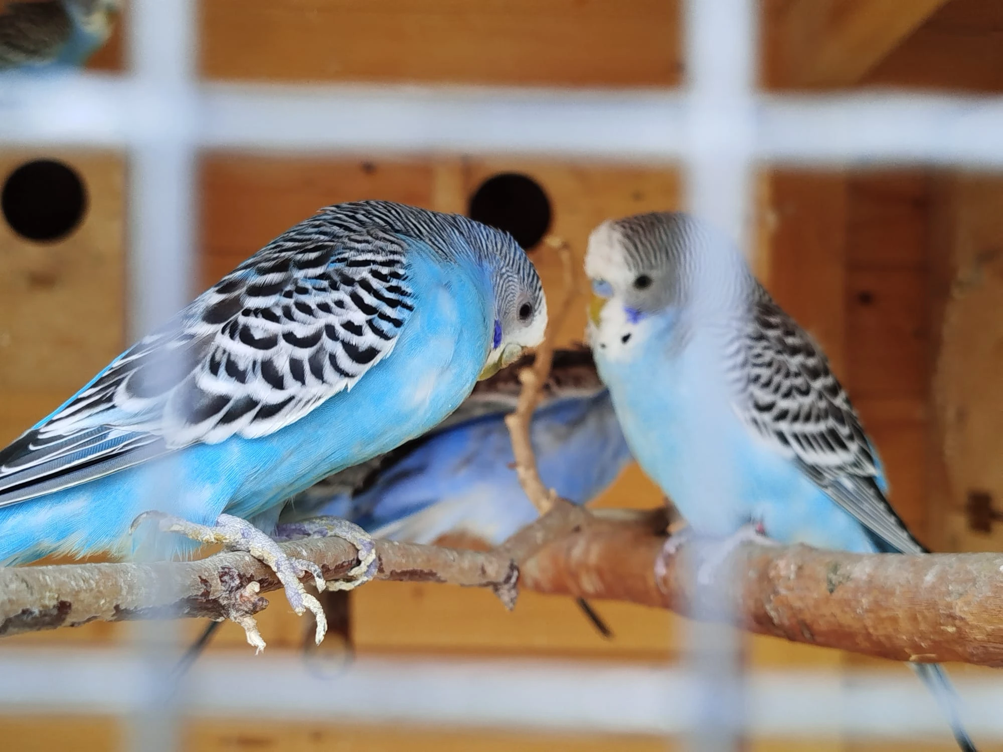 Prodám letošní mladé andulky