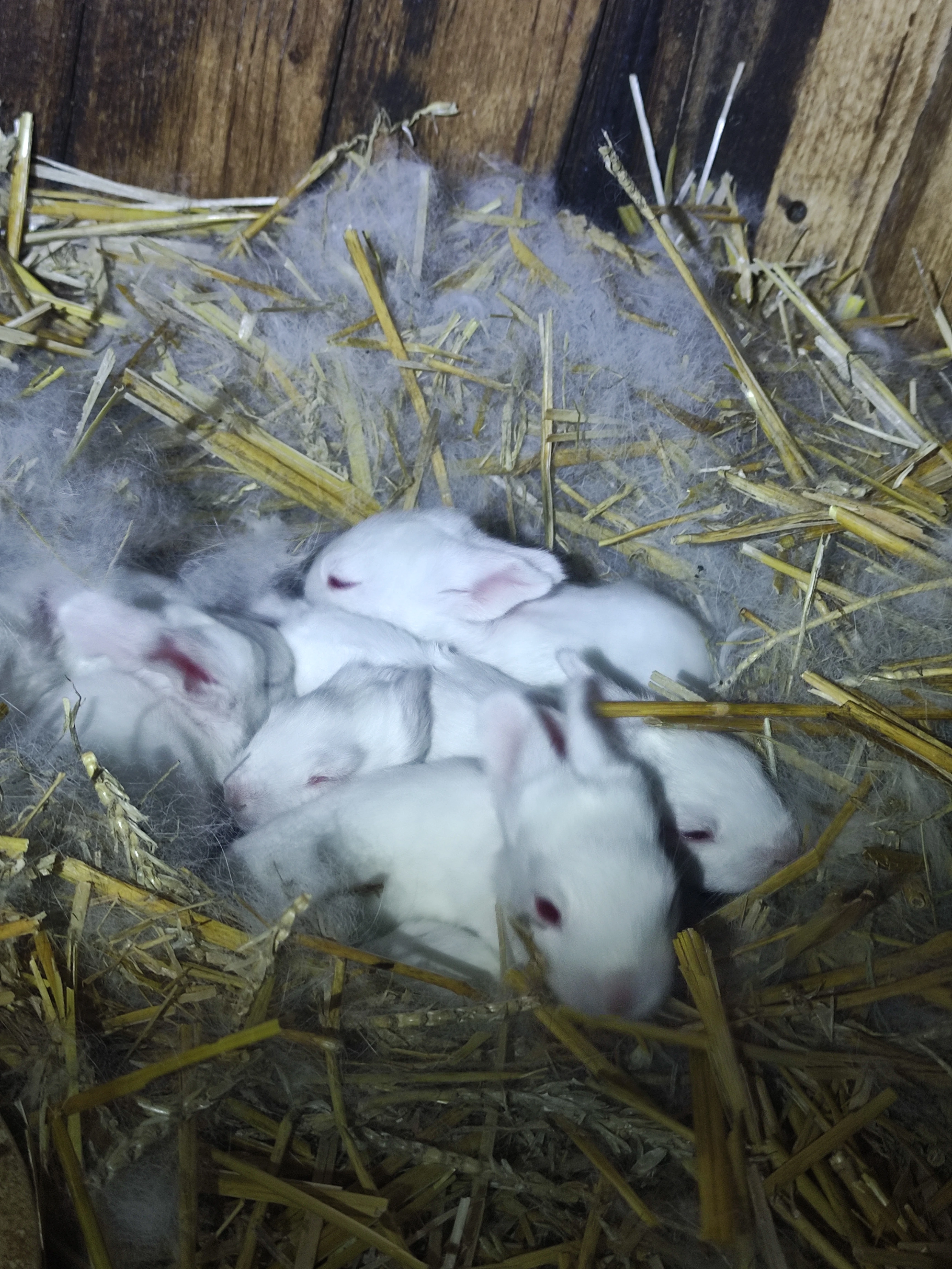 Hyplus F2  samice i samci