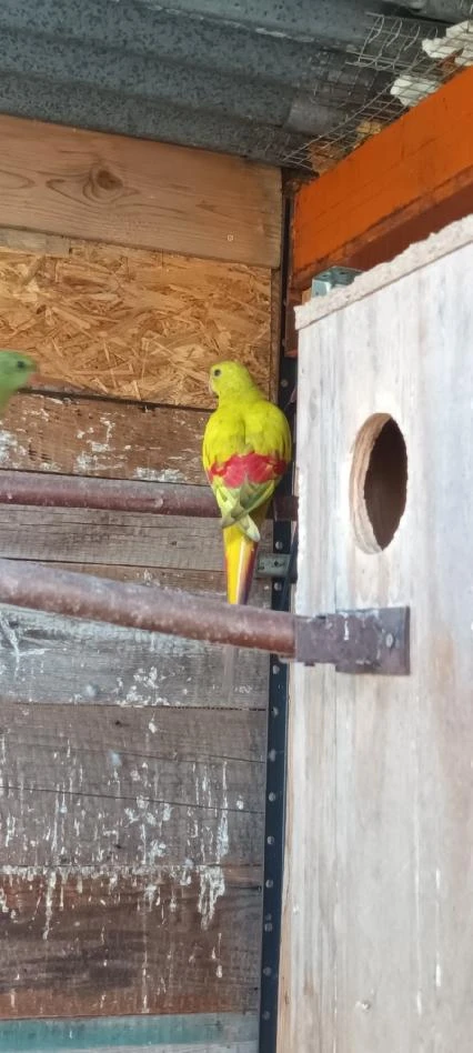 Pastelový lemovaný