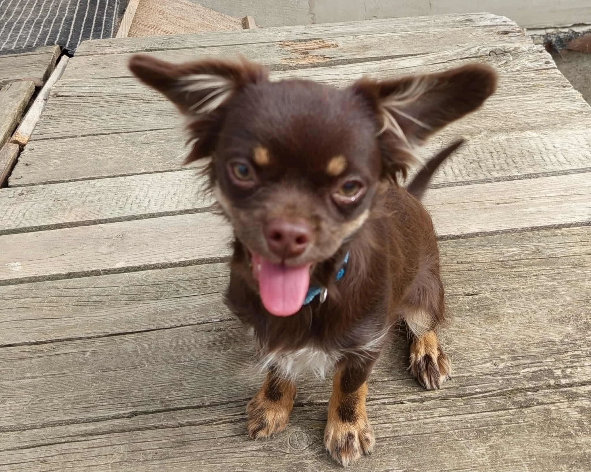 Fenka čivavy Aia,čokoládová dlouhosrstá s PP FCI na mazlíčka