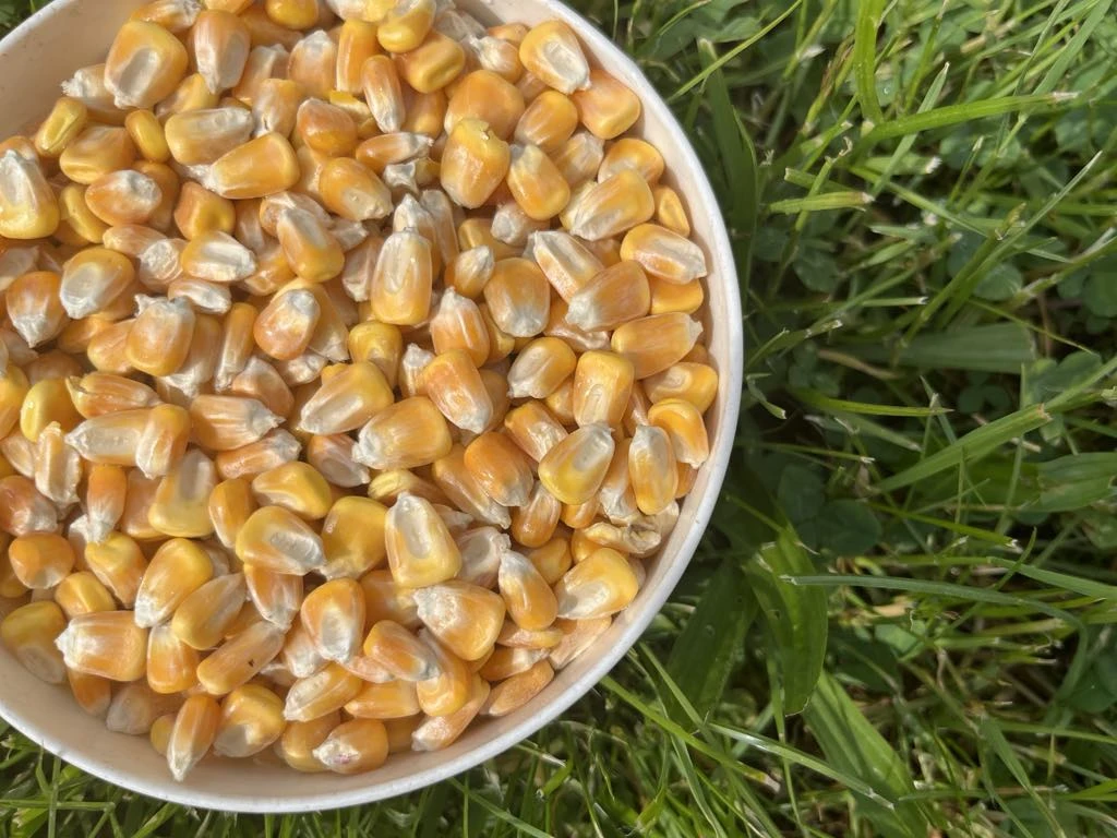 Kukuřice krmná
