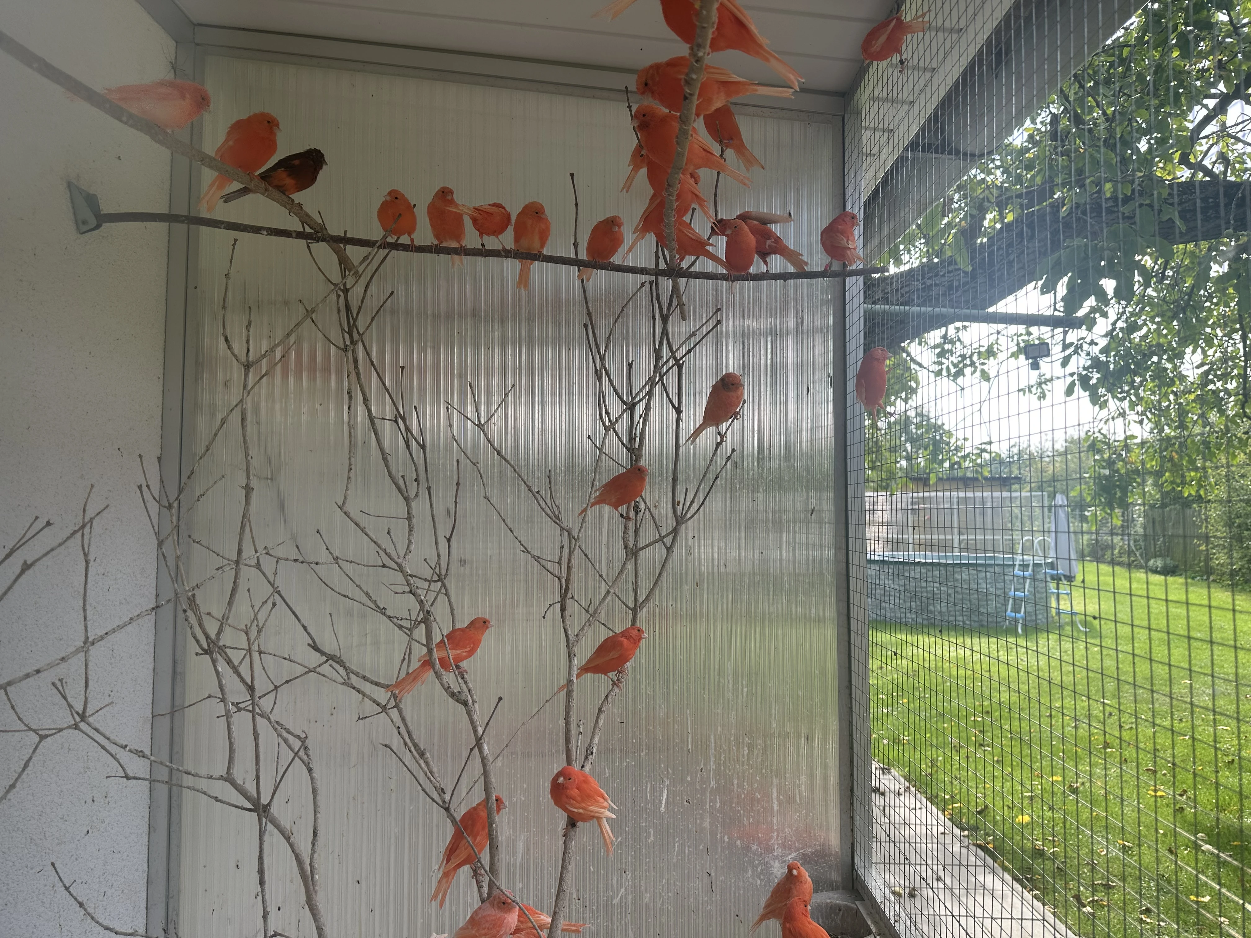 Letošní samce kanárů