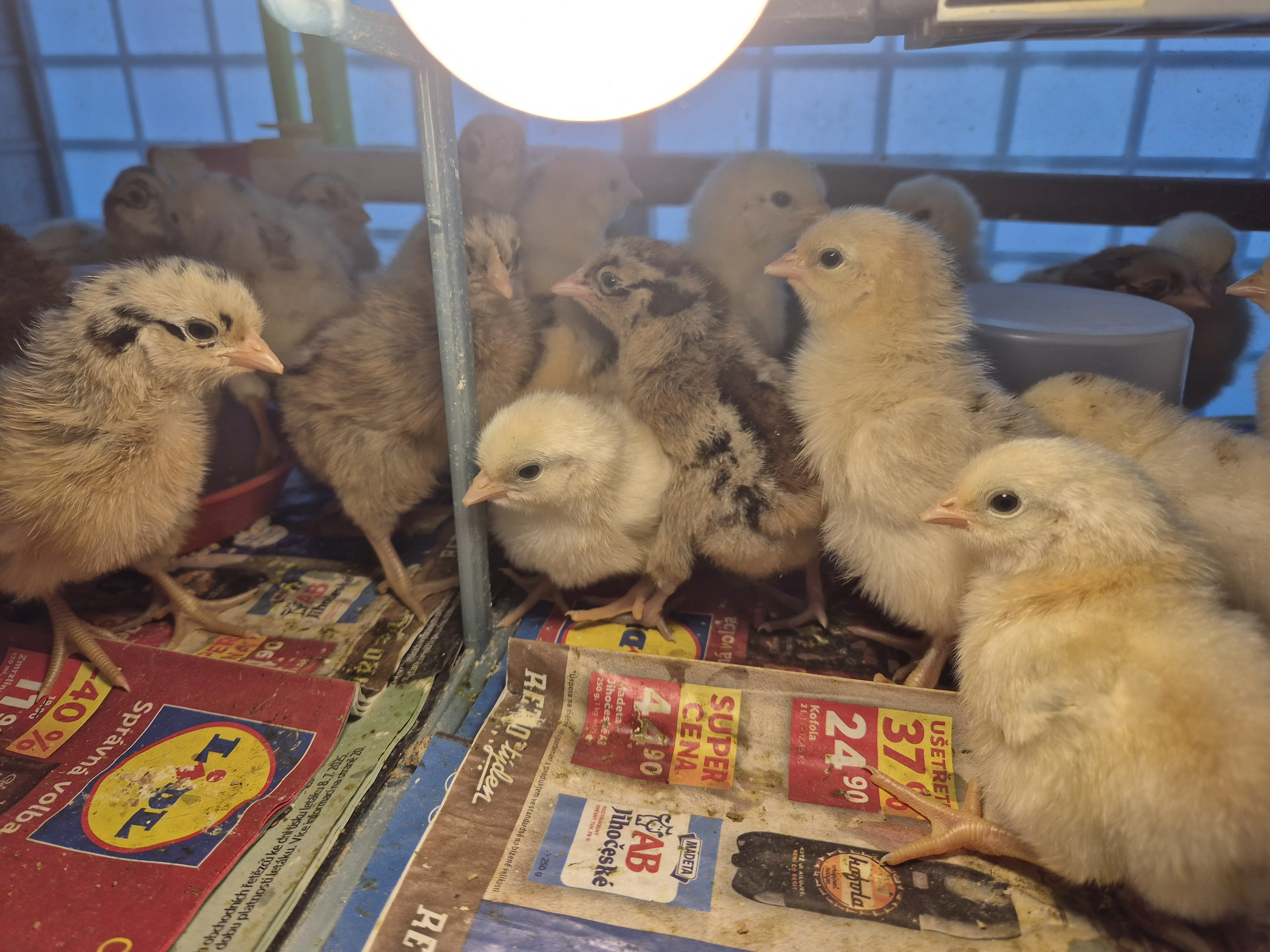 Kuřata Česká zlatá kropenka