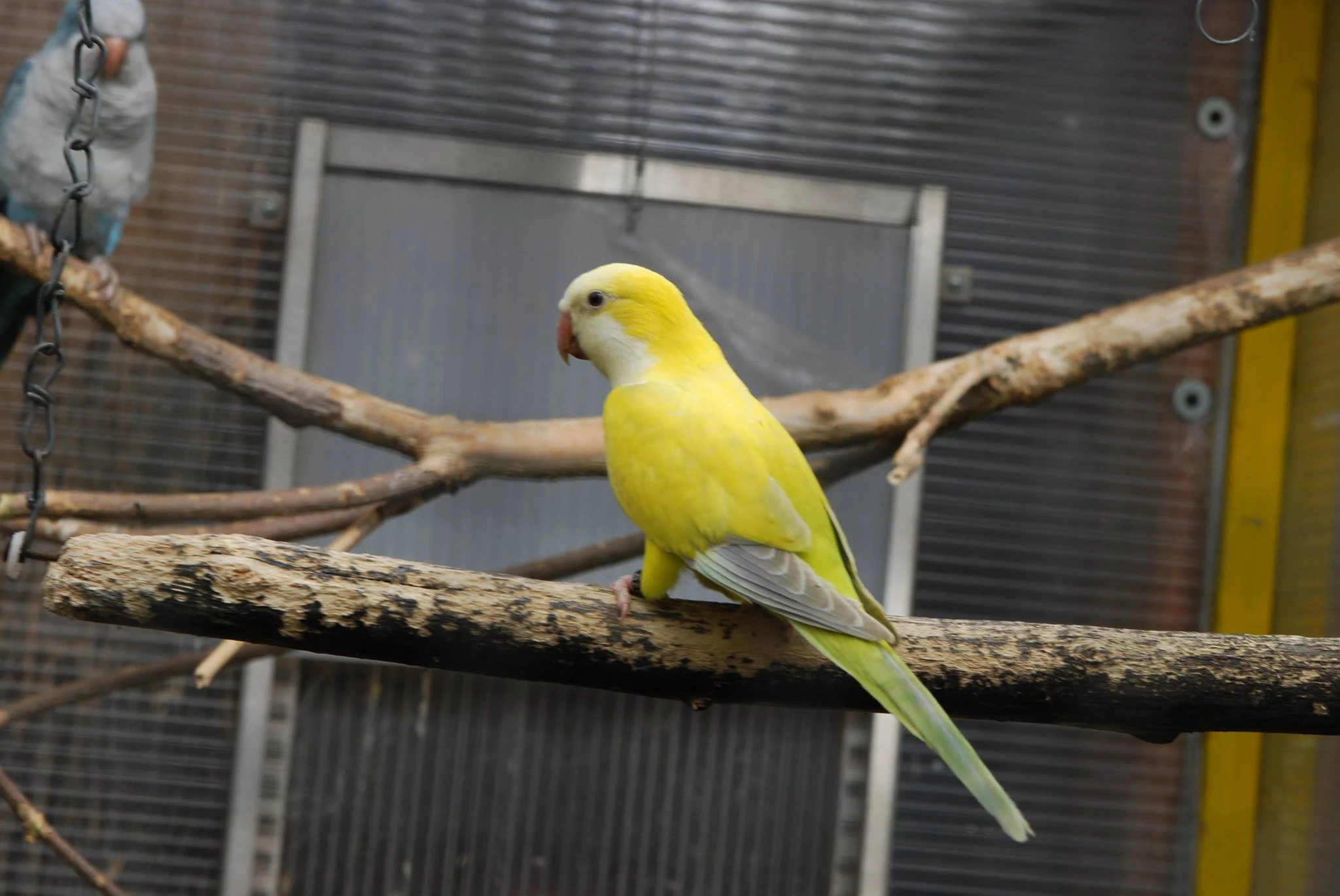 Prodám chovné mnichy