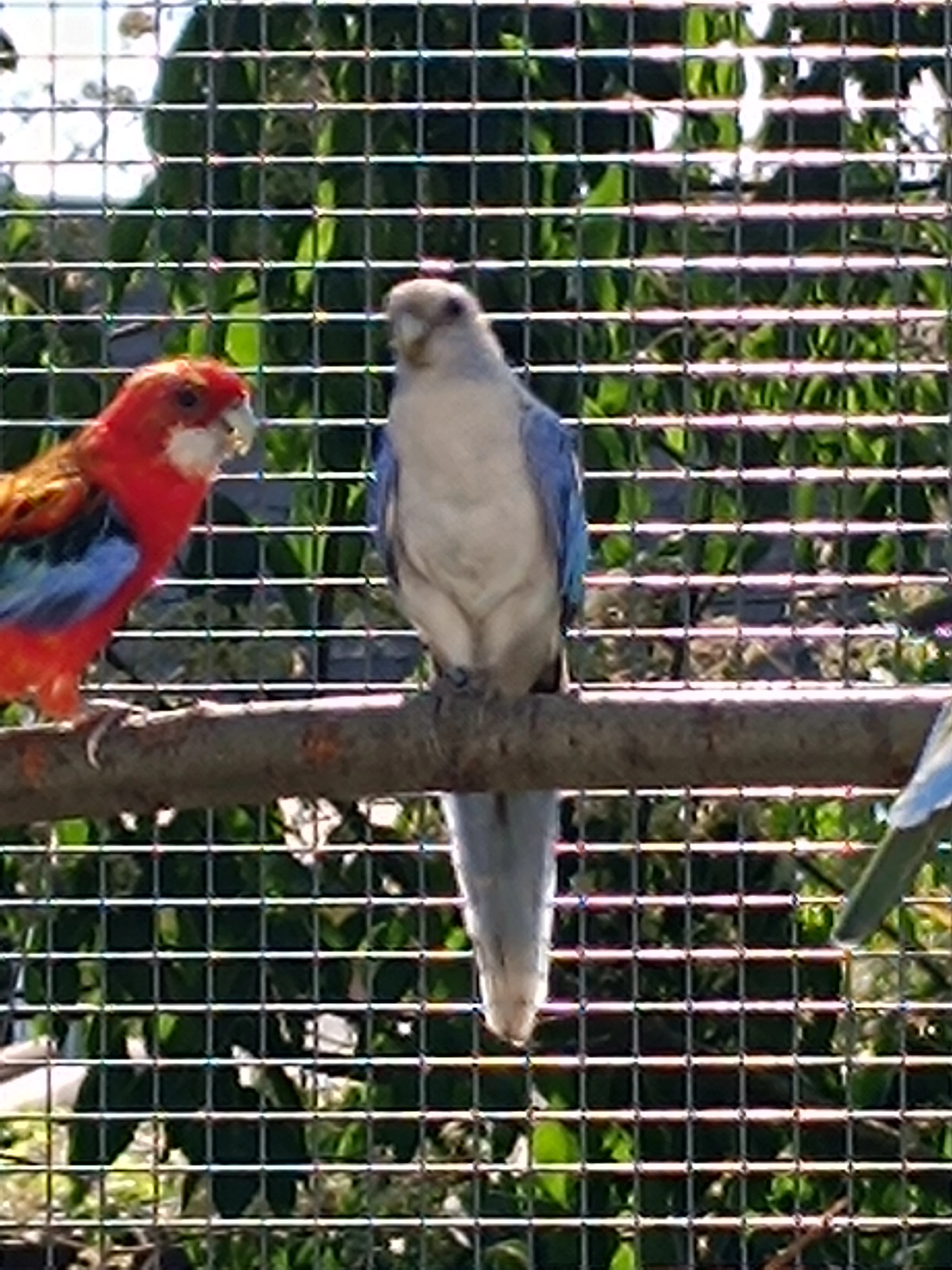 Rosela Pestrá Mutace Prodej