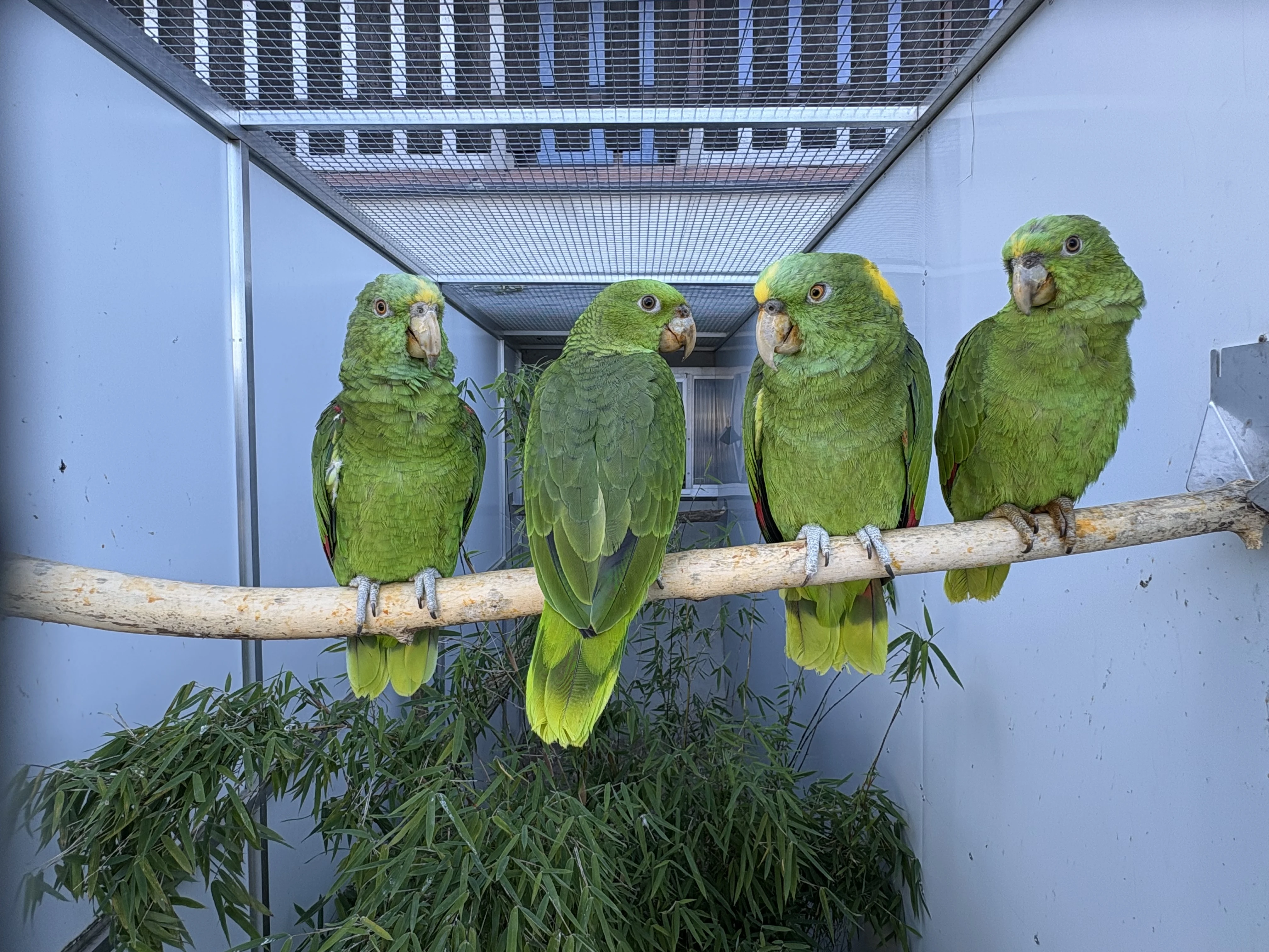 Amazoňan žlutokrký karibský(caribaea)