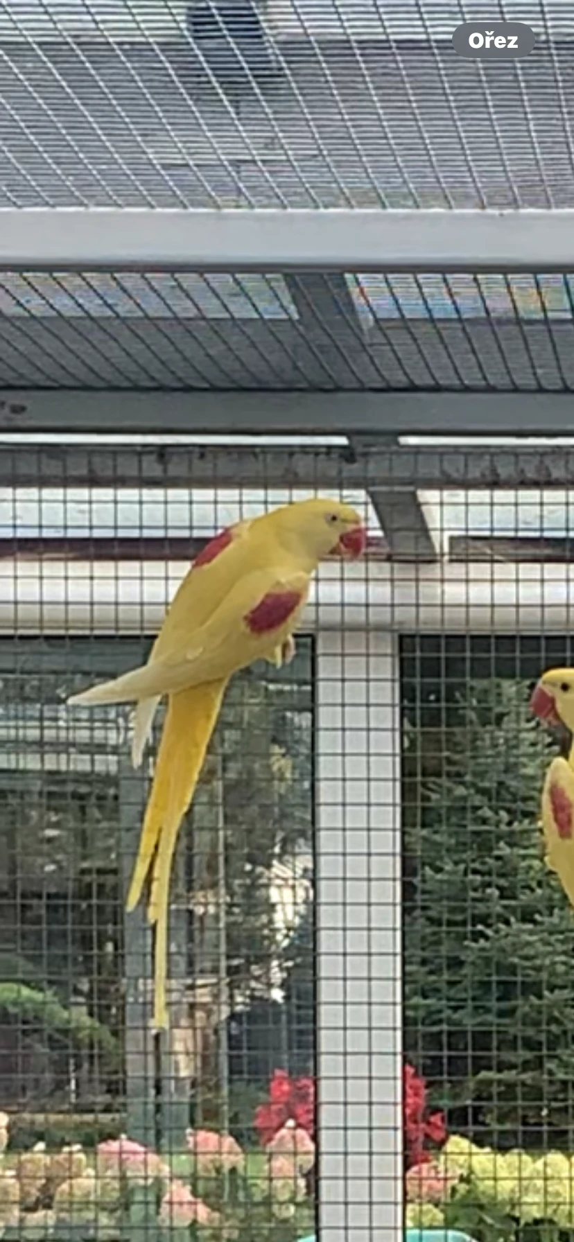 Alexandr velký Lutino