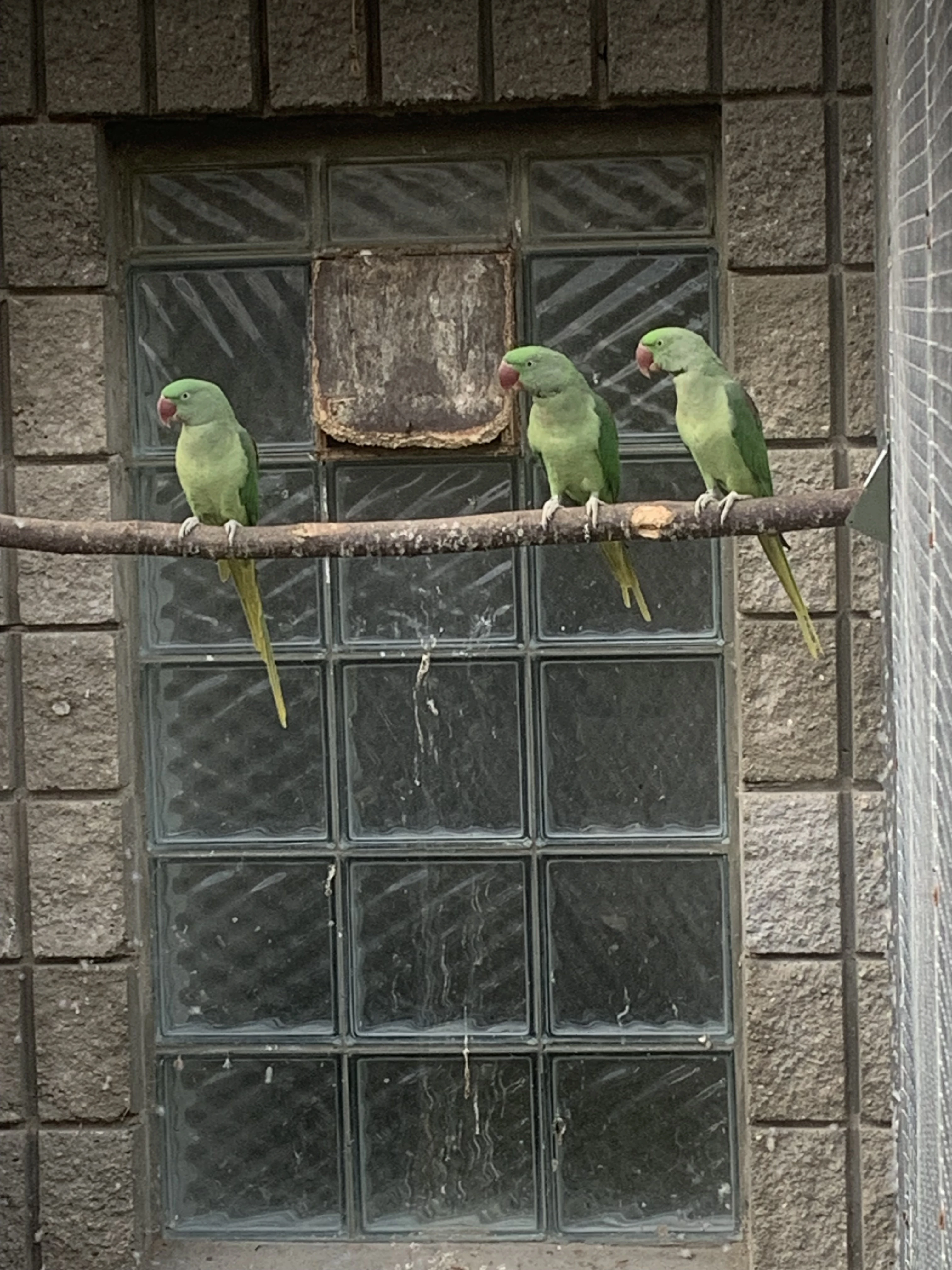 Alexandr velký/ modrý