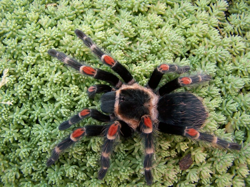 Brachypelma auratum