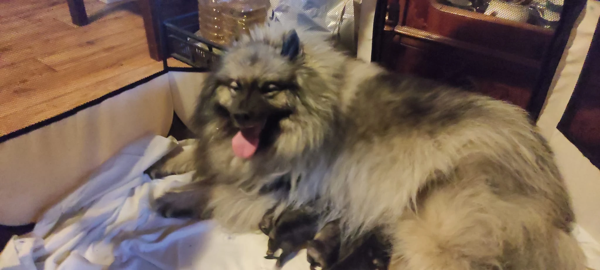 Vlčí špic štěńátka