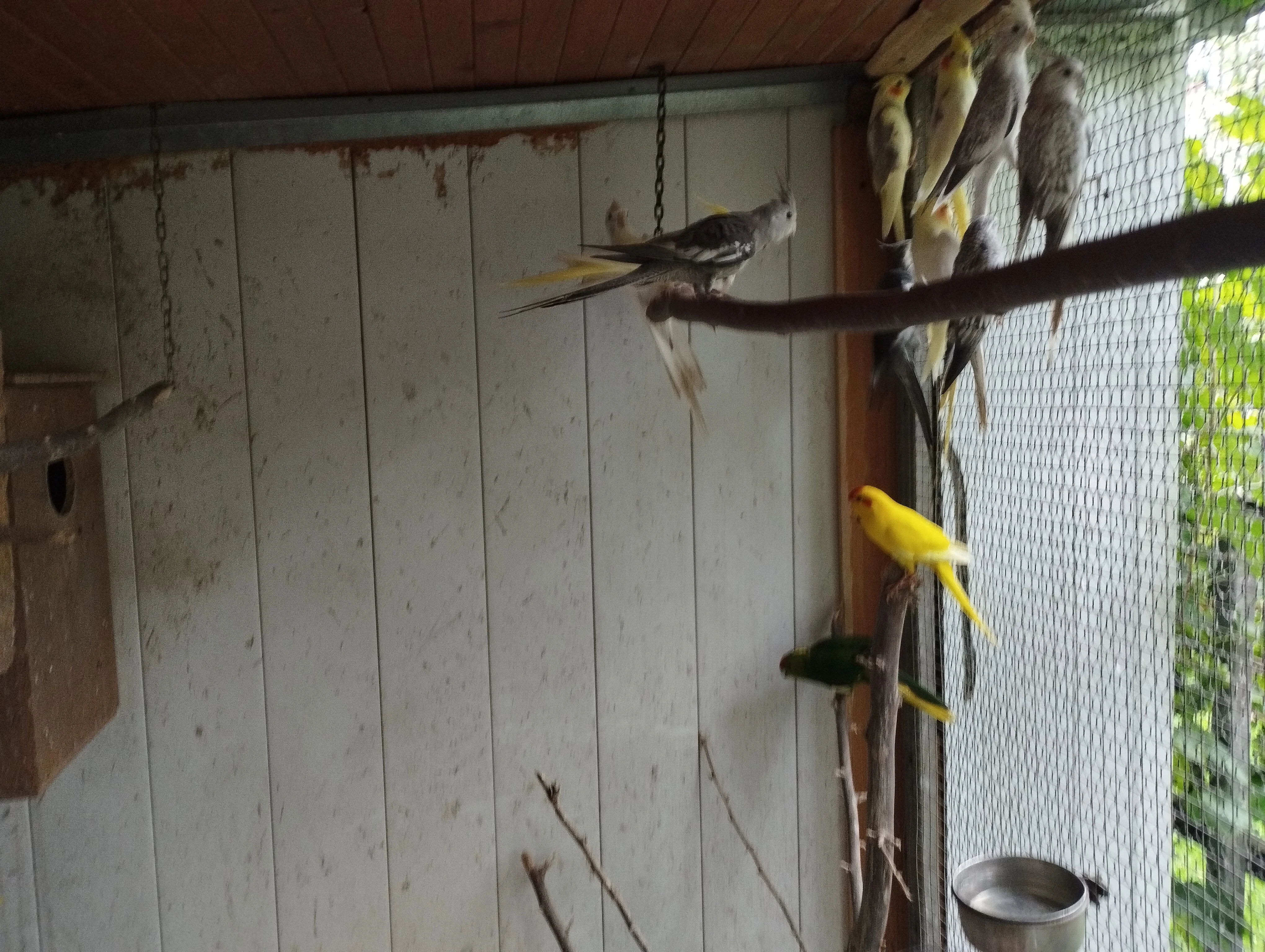 Prodám letošního kakariky