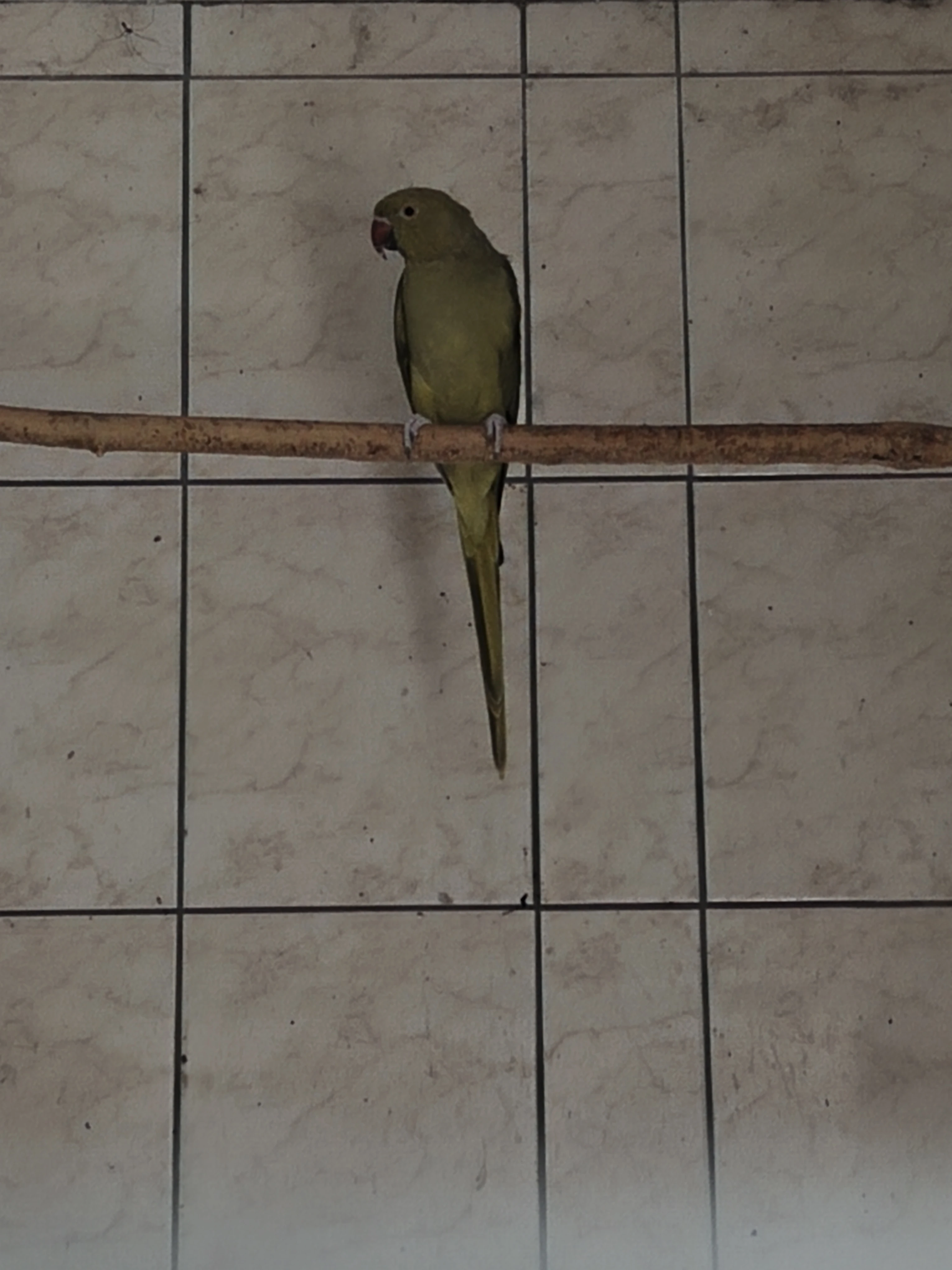 0,1 alexandr malý oliva.