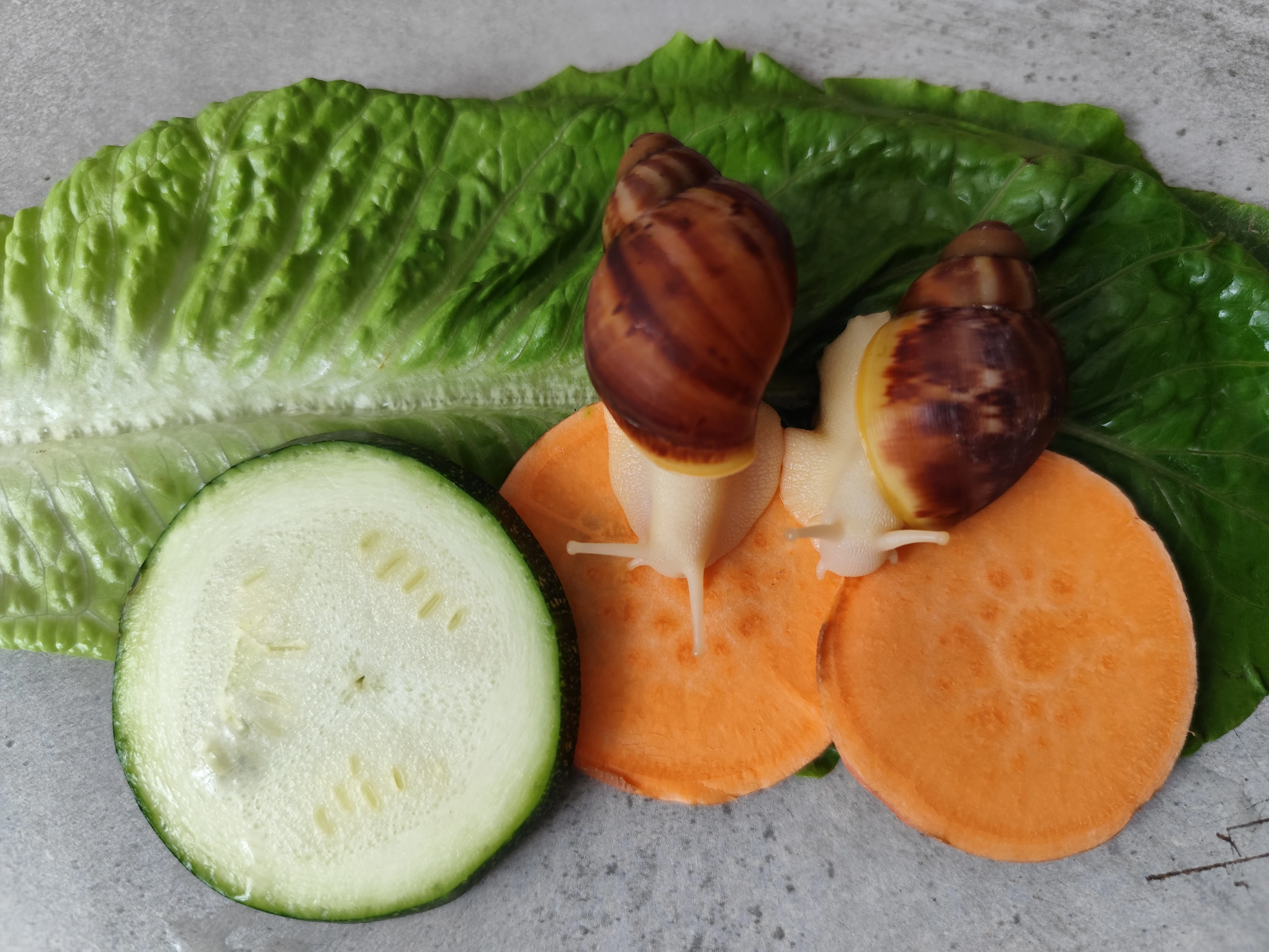 Africký šnek Archachatina rhodostoma Benin albino body