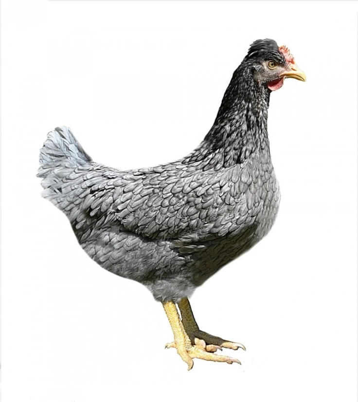 Slepice Nosnice Greenshell - snáší zdravá zelená vajíčka