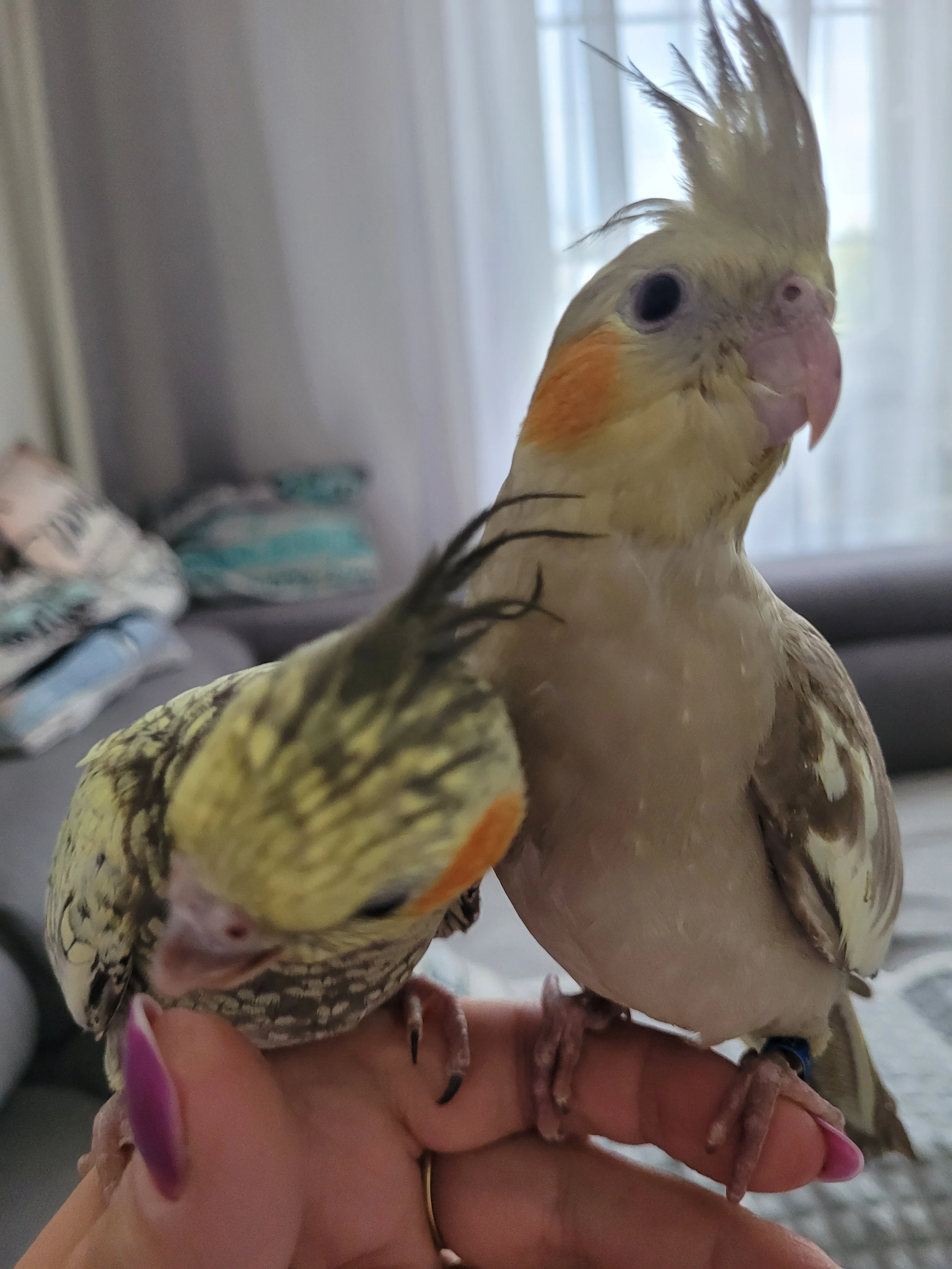 Ručně dokrmené samičky korelek