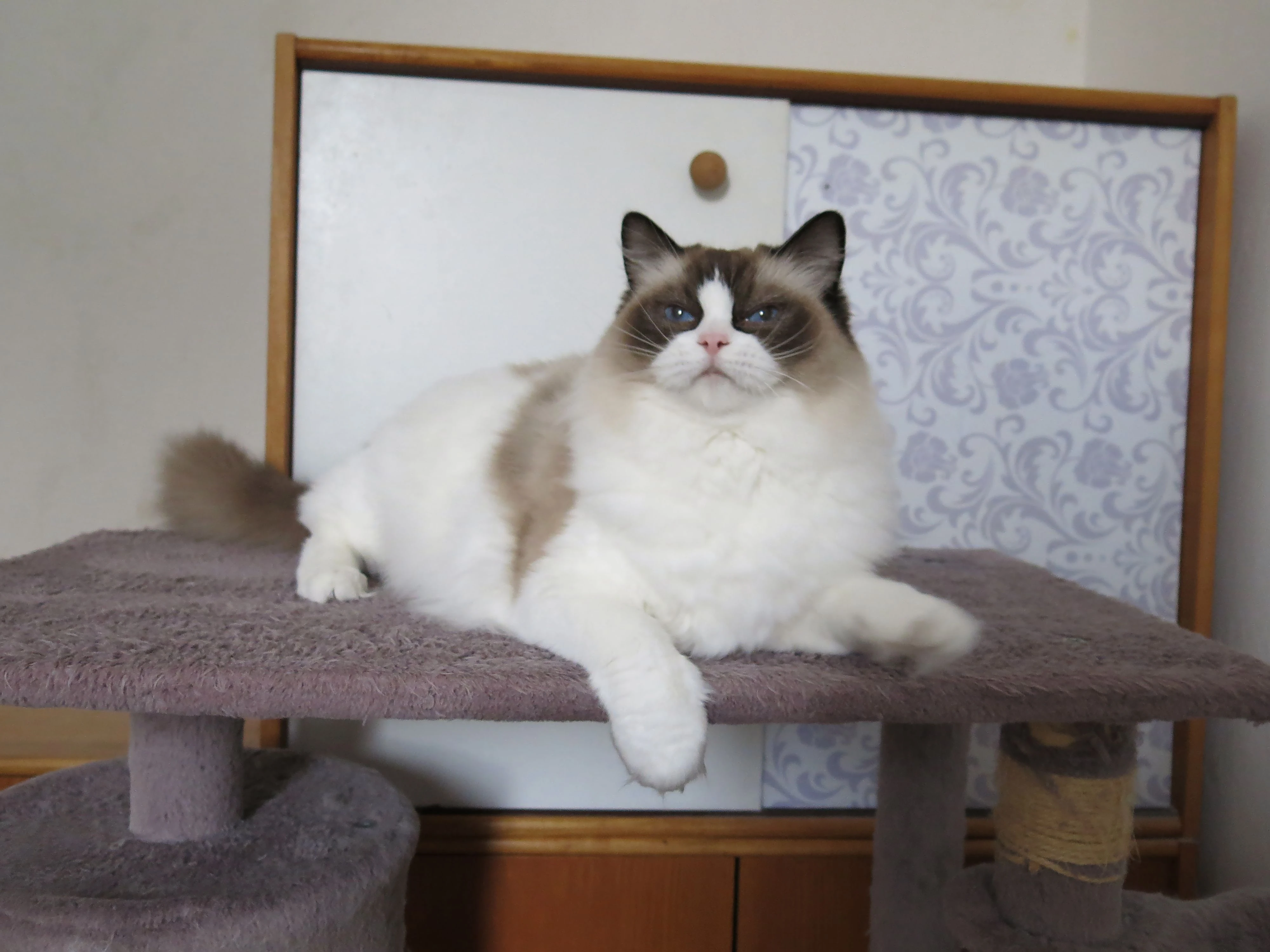 Ragdoll kočka k adopci