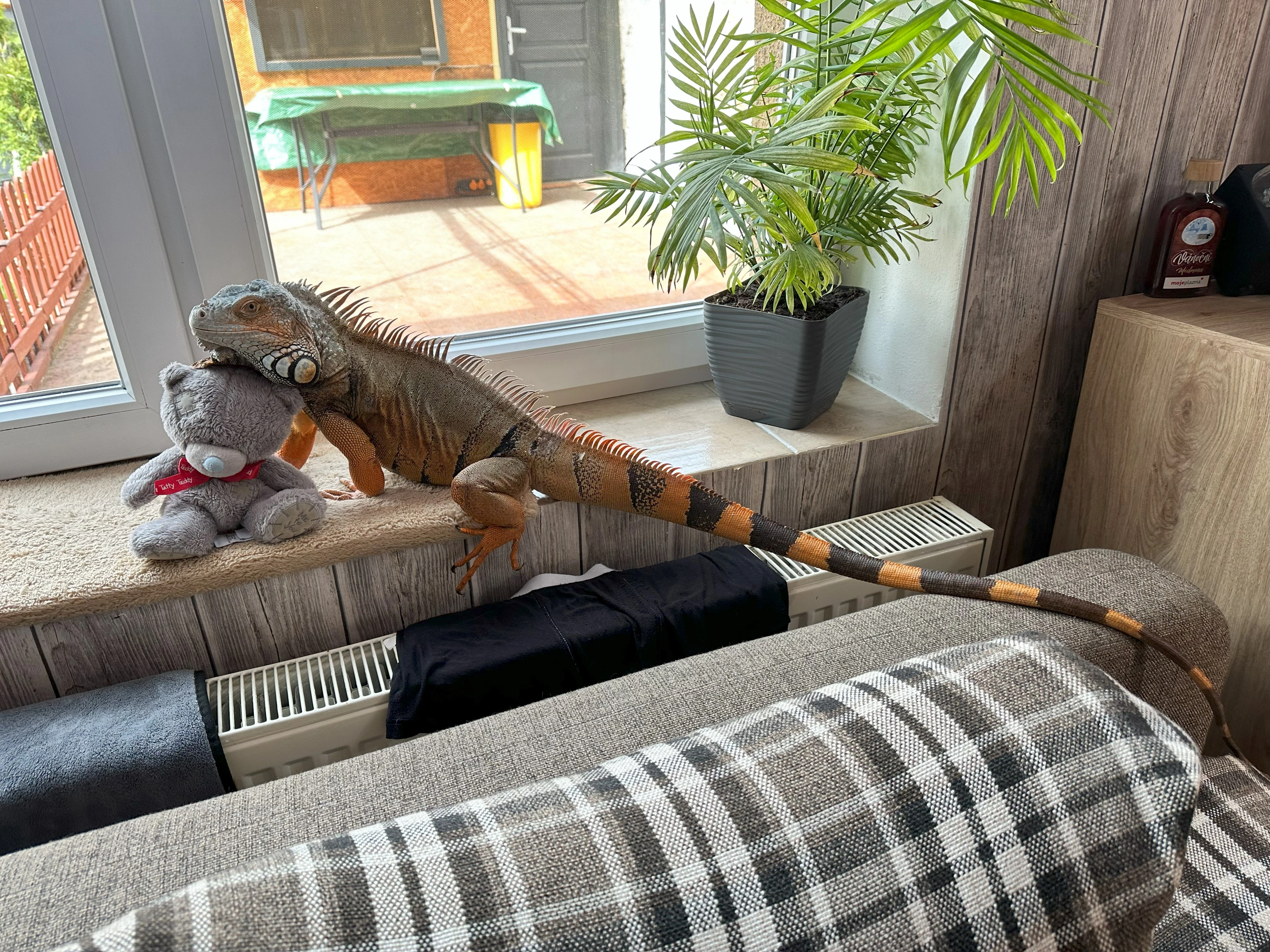 Leguan Zelený ( 1xsamec, 2x samice)