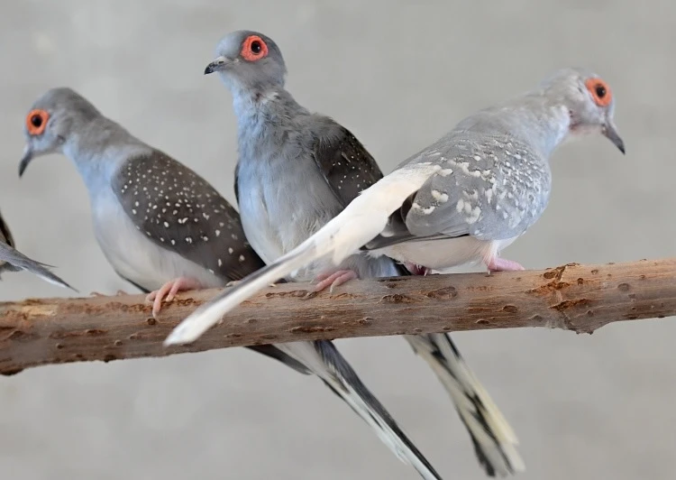 Prodám holoubky diamantové samičky i samce