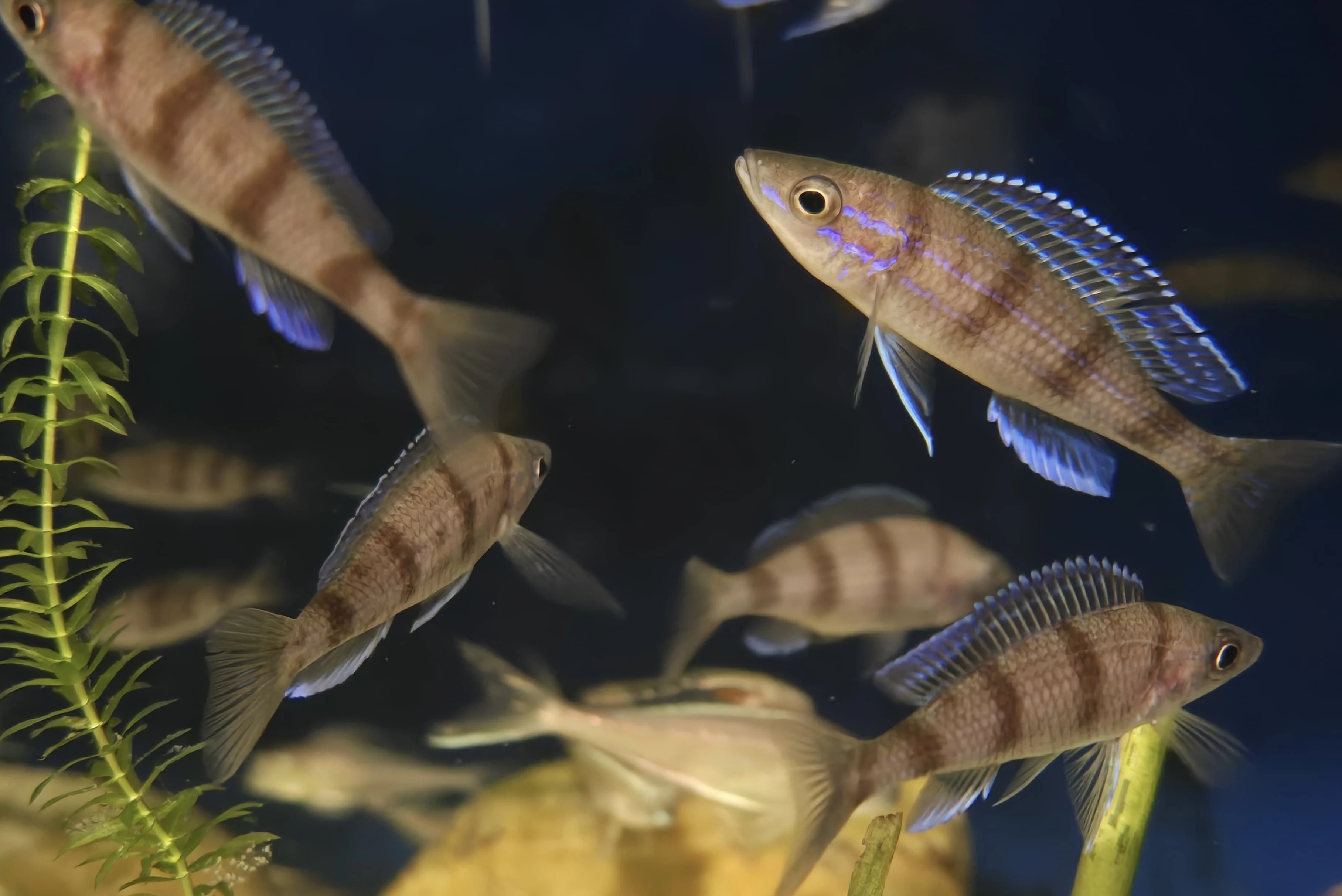 Paracypricchromis sp. Ammelrooyi F1
