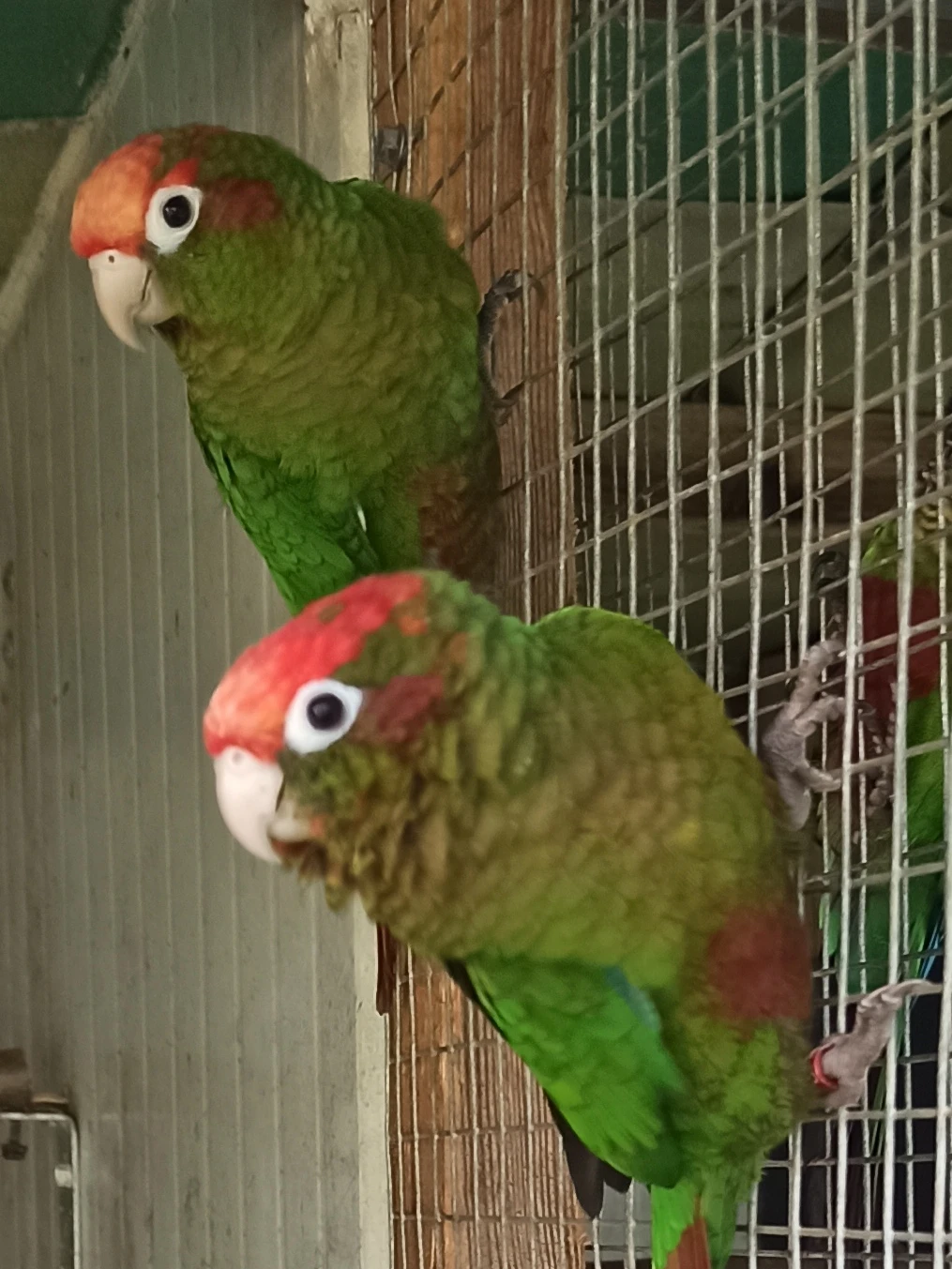 1,1 pyrura rudohlavý kr23odchov 25