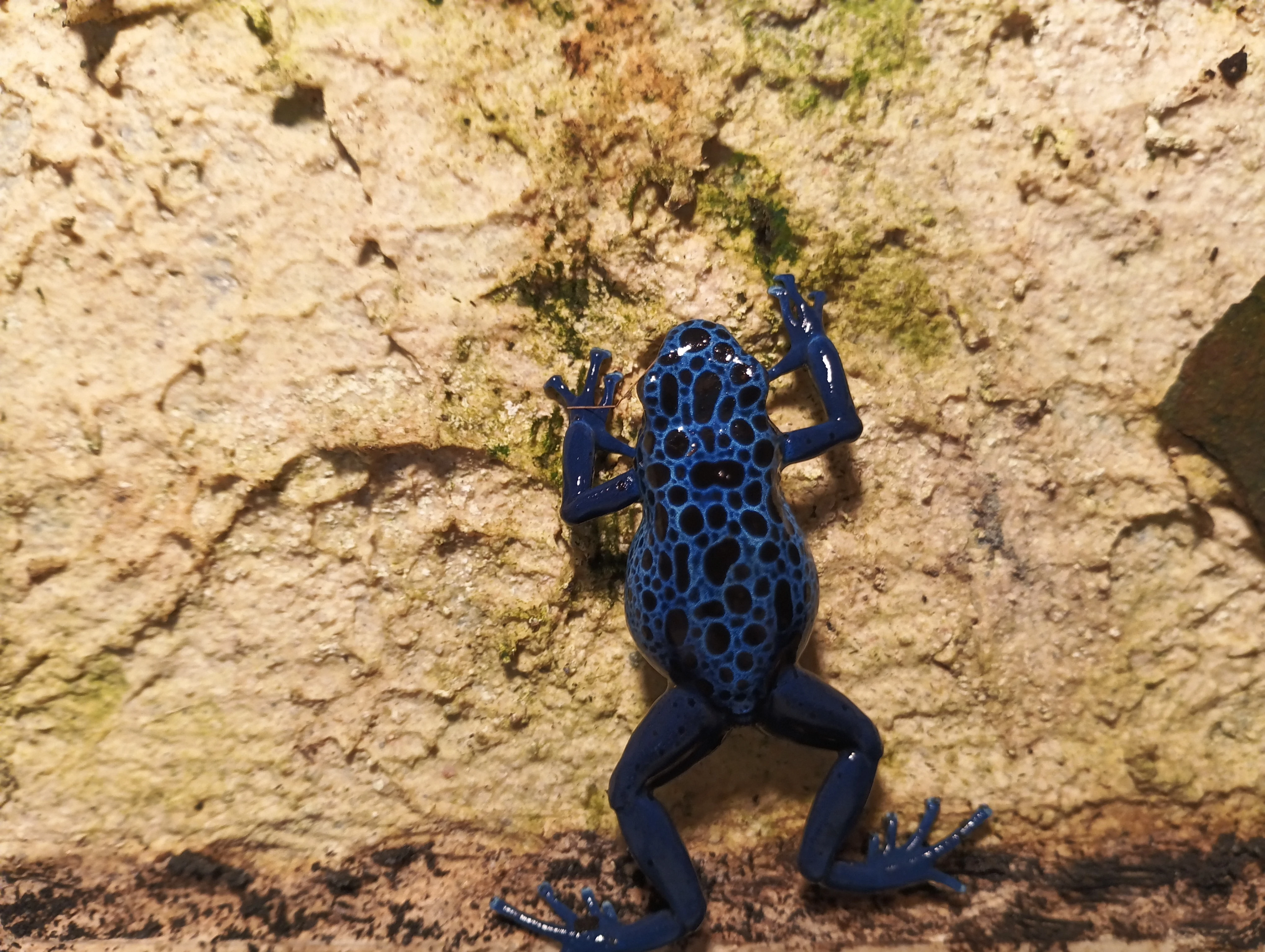 Dendrobates azureus