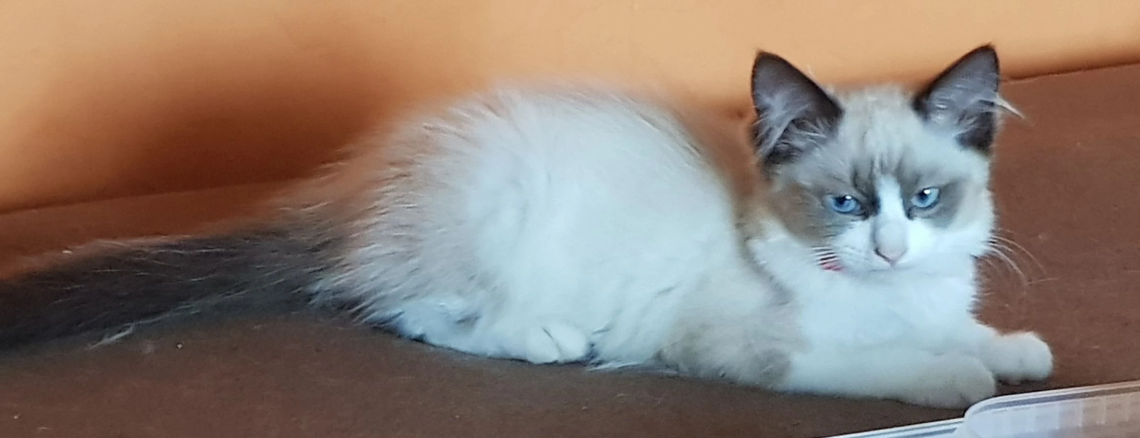 Nabízím koťátko, typ ragdoll