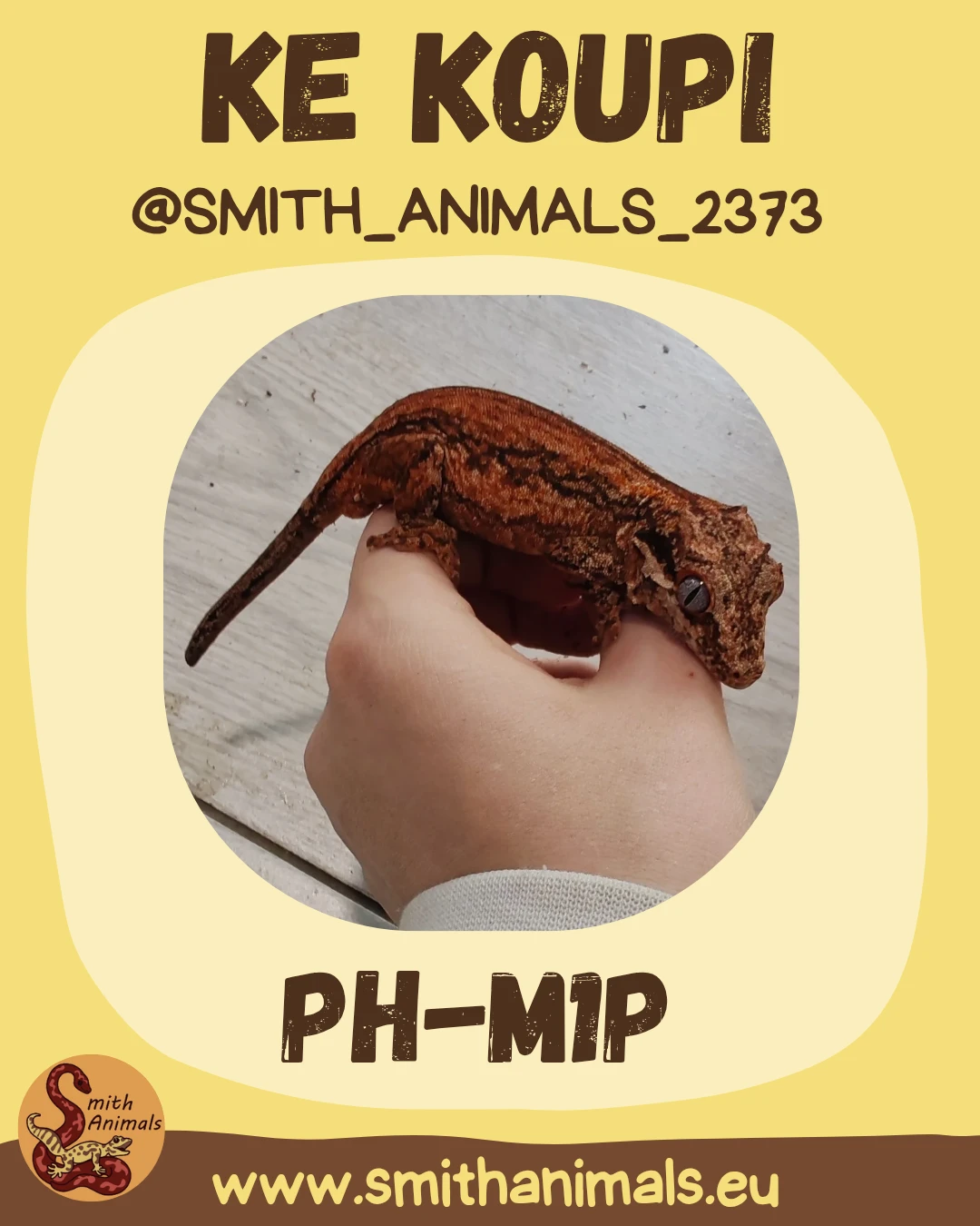 Pagekoni hrbolkohlavý odrost