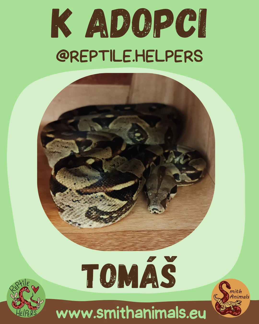 Hrozný královský Tomáš hledá domov