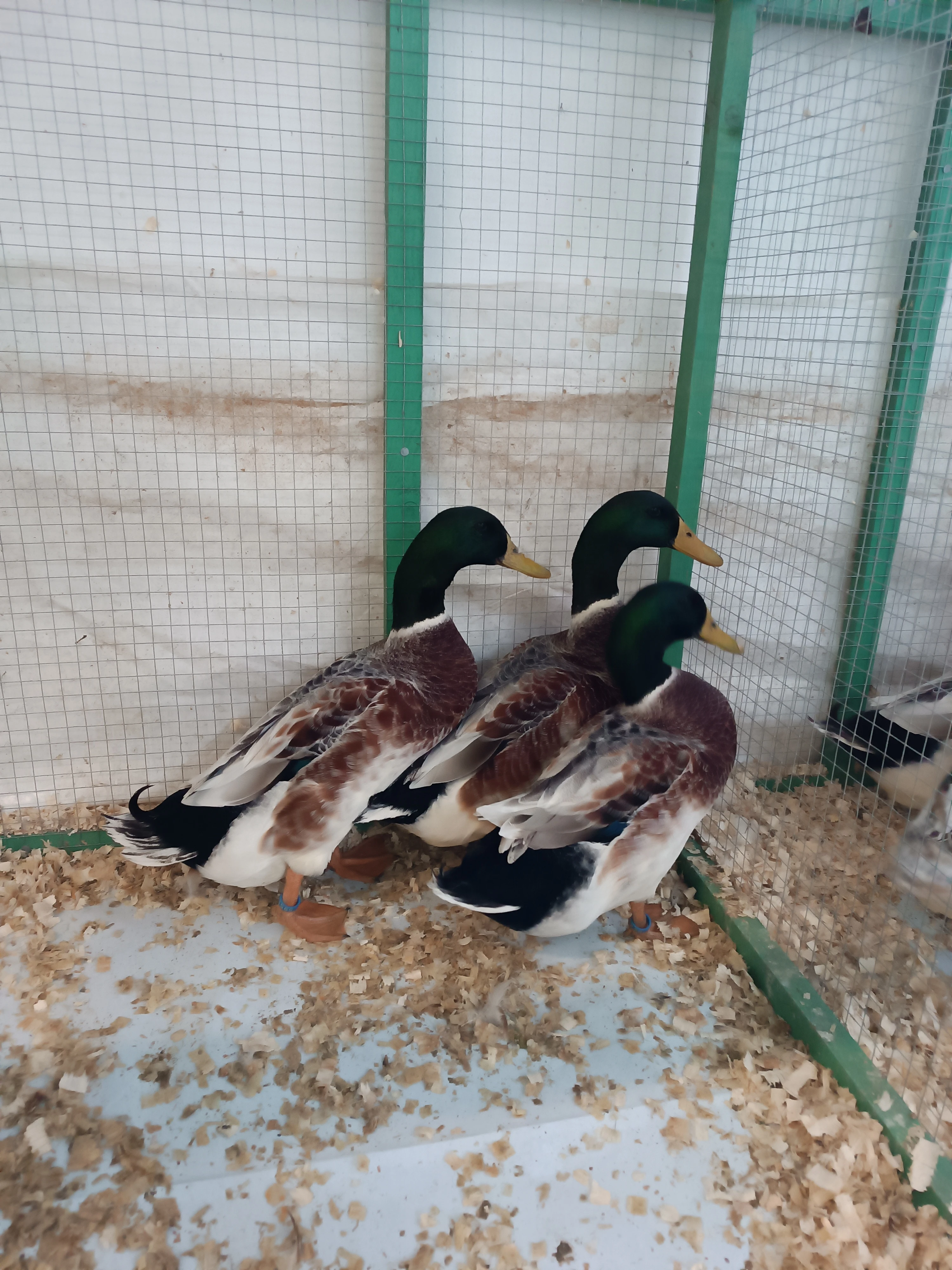 Prodám kachny čárkované