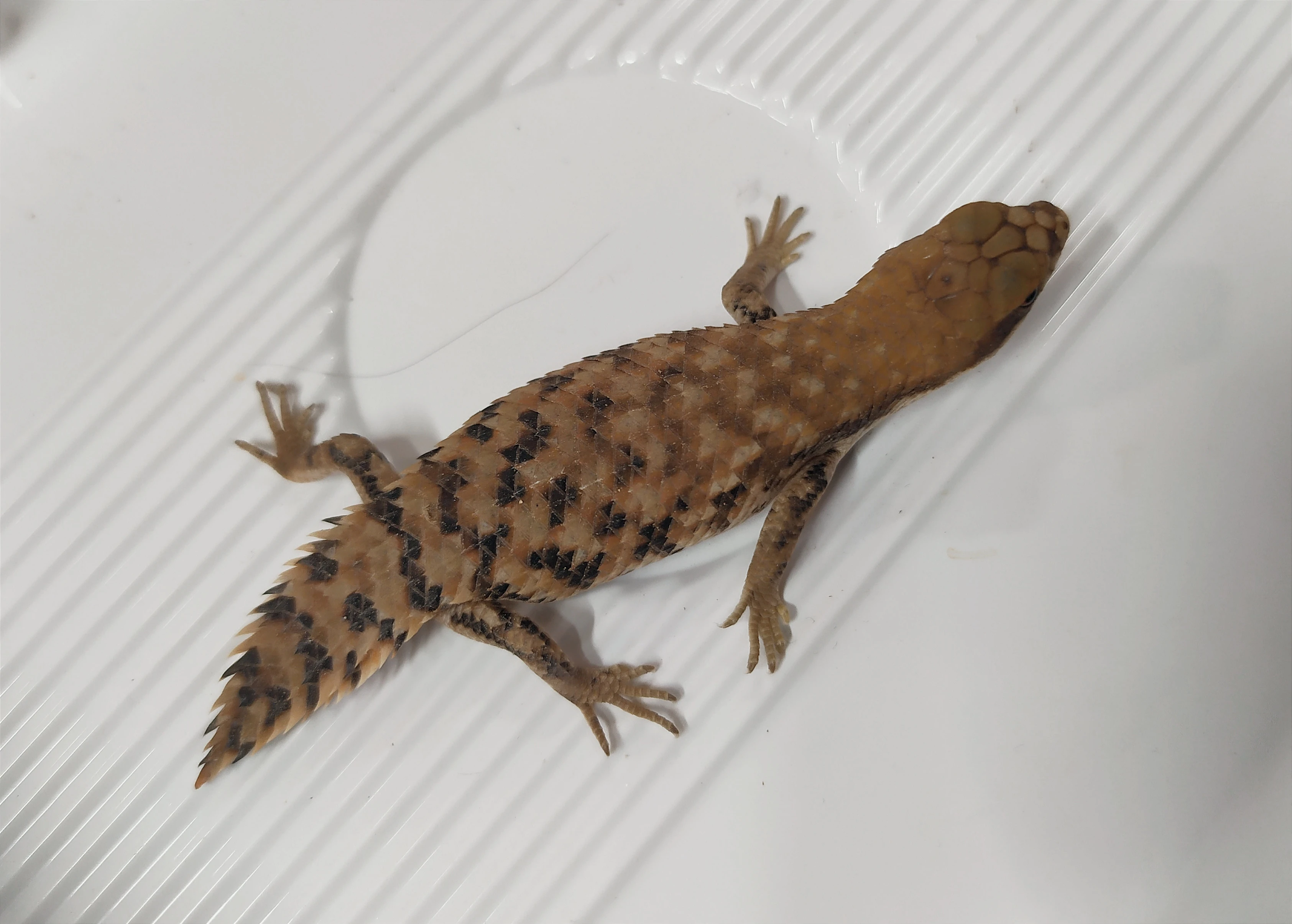 Egernia depressa