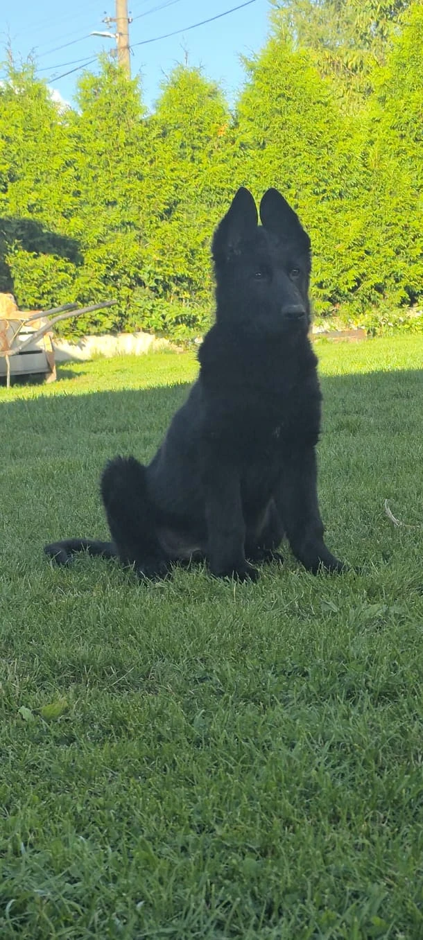 Štěňata Německého ovčáka s PP