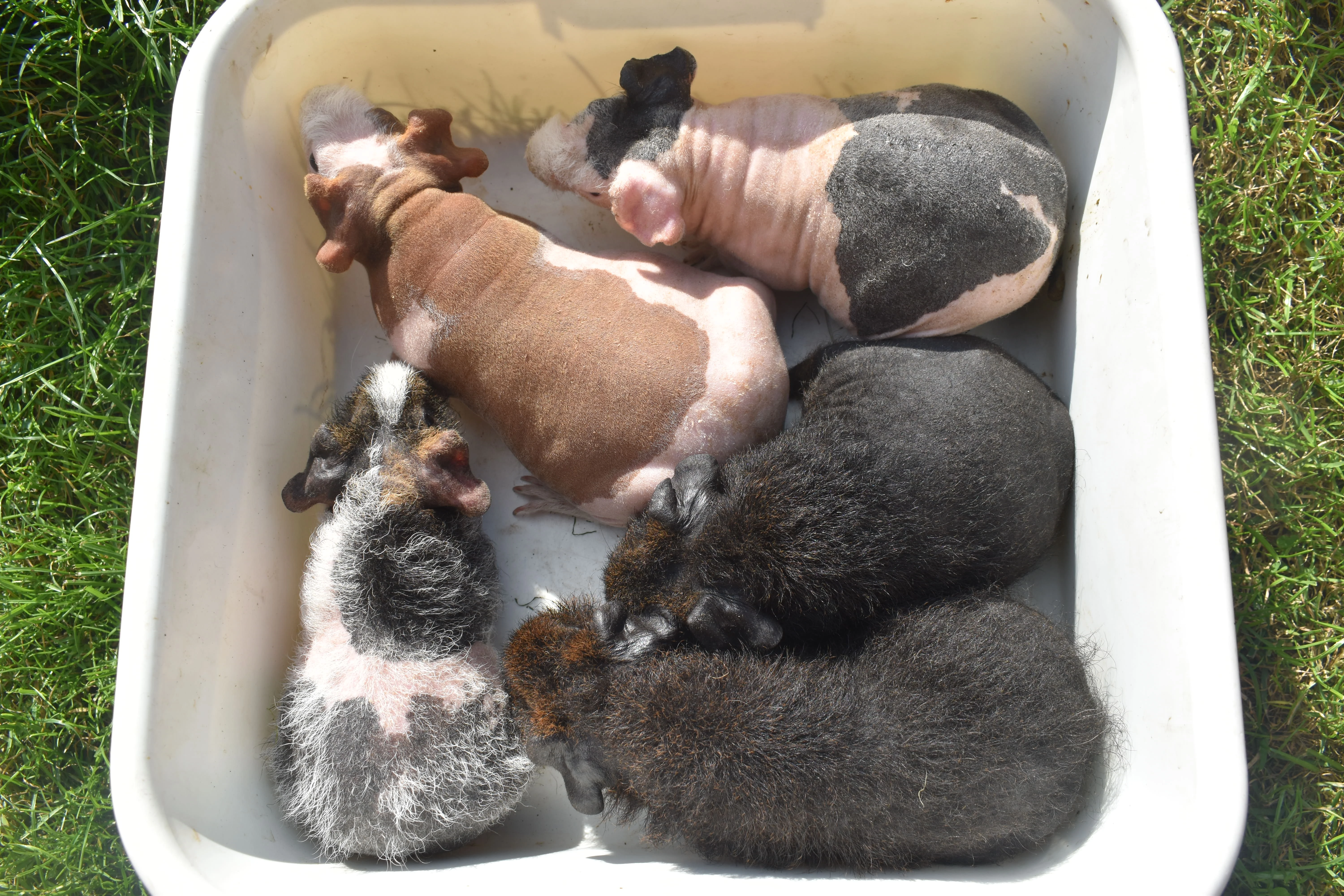 2 skinny samičky-prodám