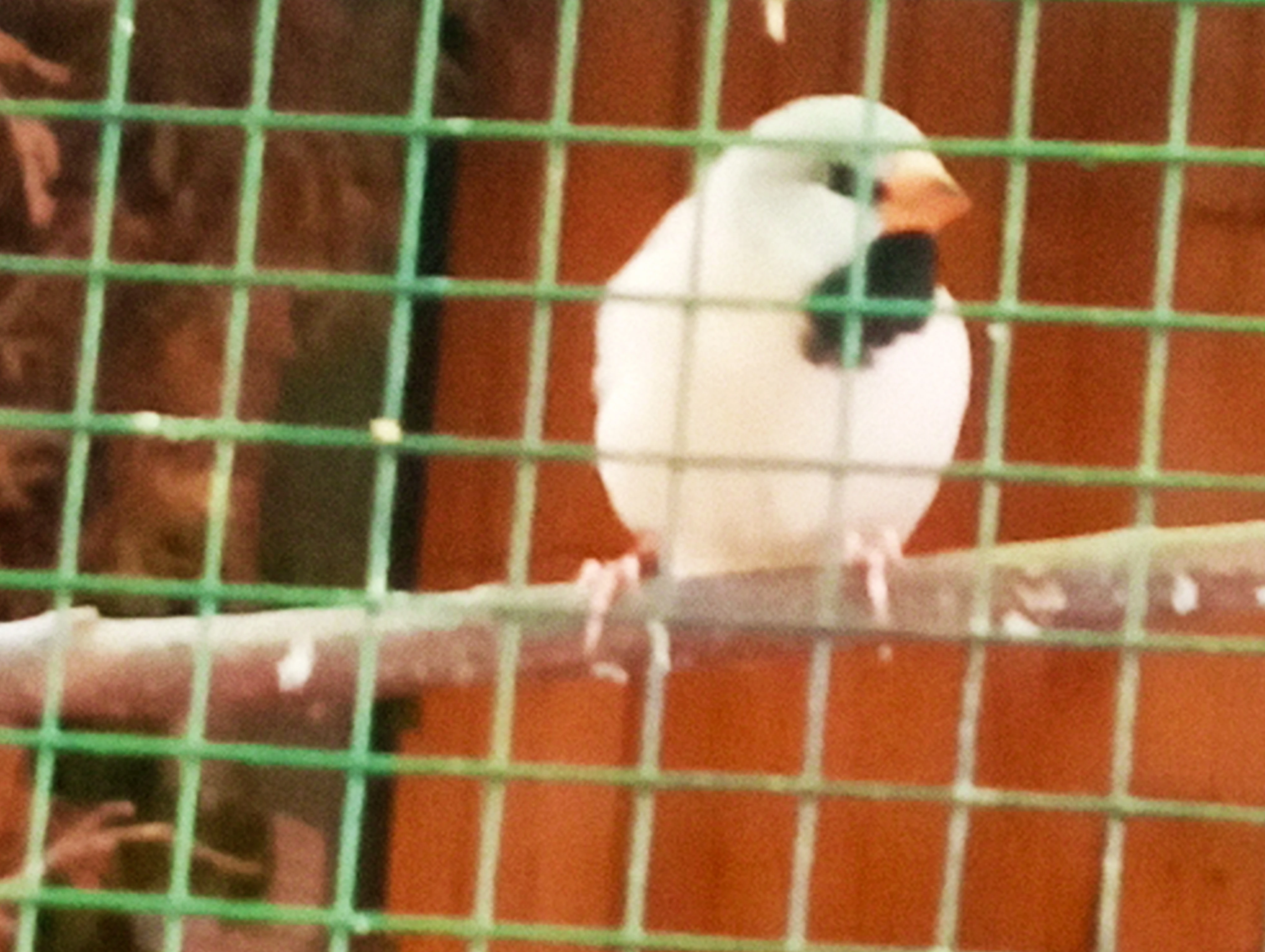 Prodám pásovník dlouhoocasý červenozobý