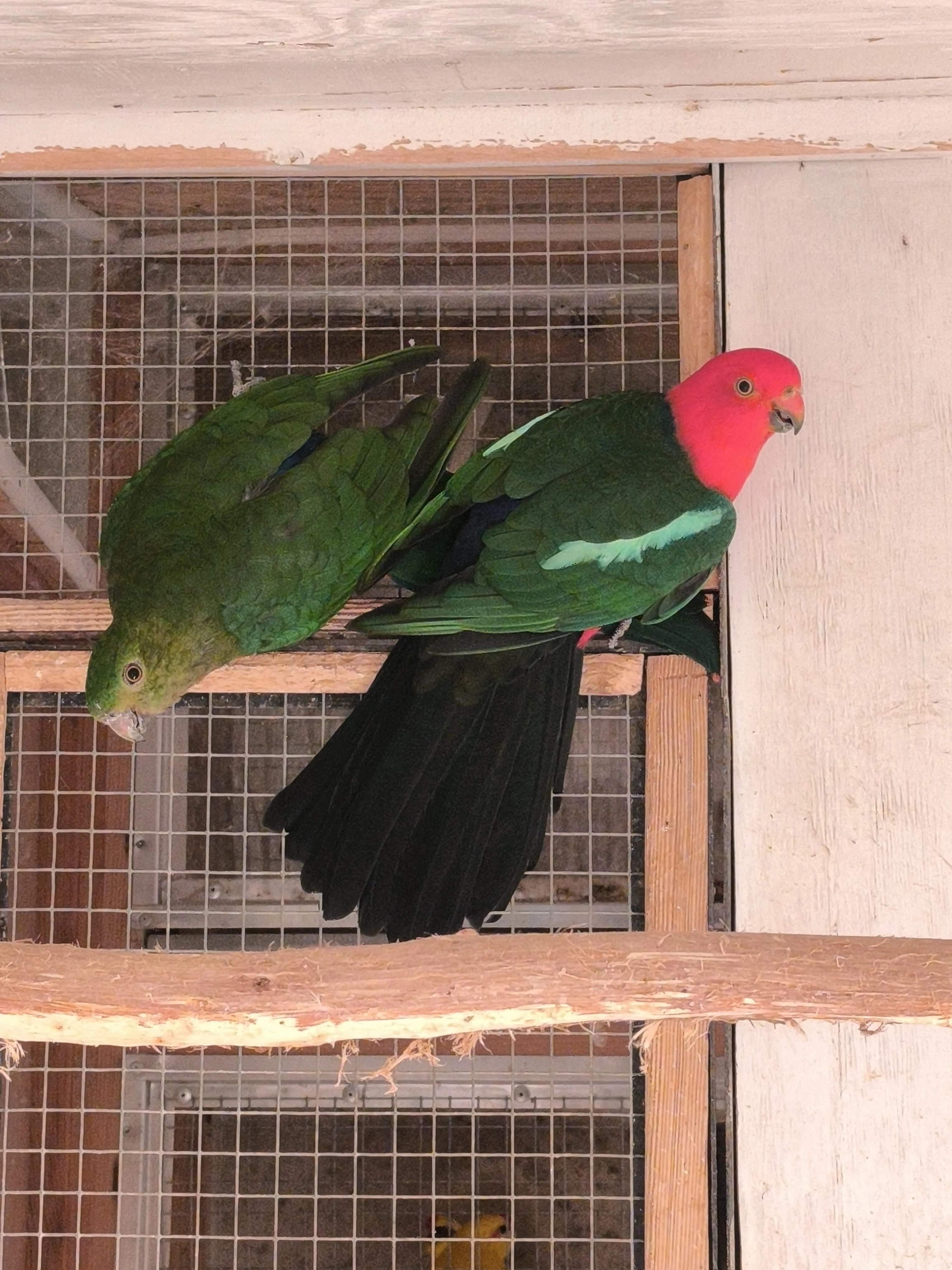 Papoušek královský