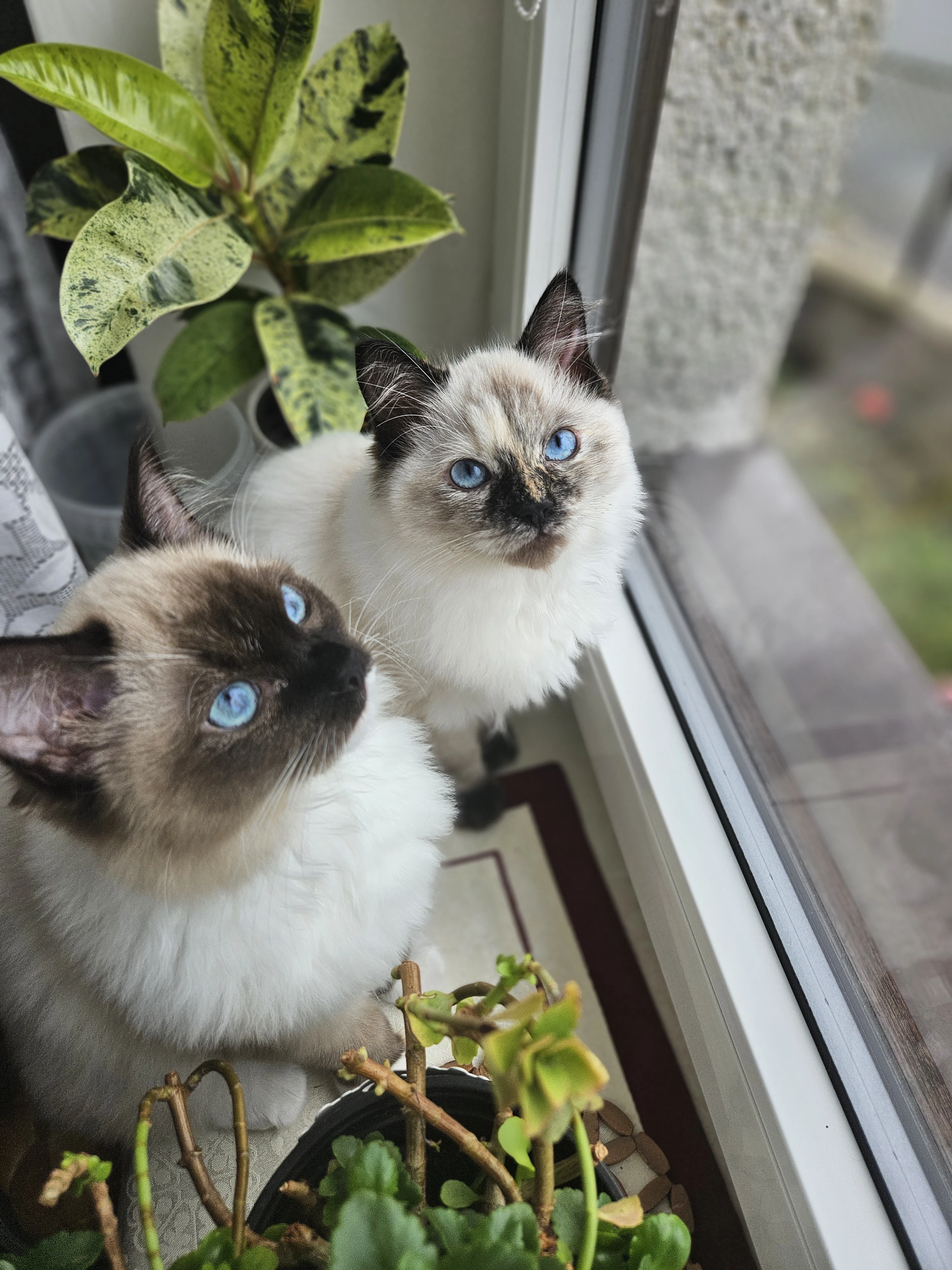 Nabízím úžasná koťátka Ragdoll s PP