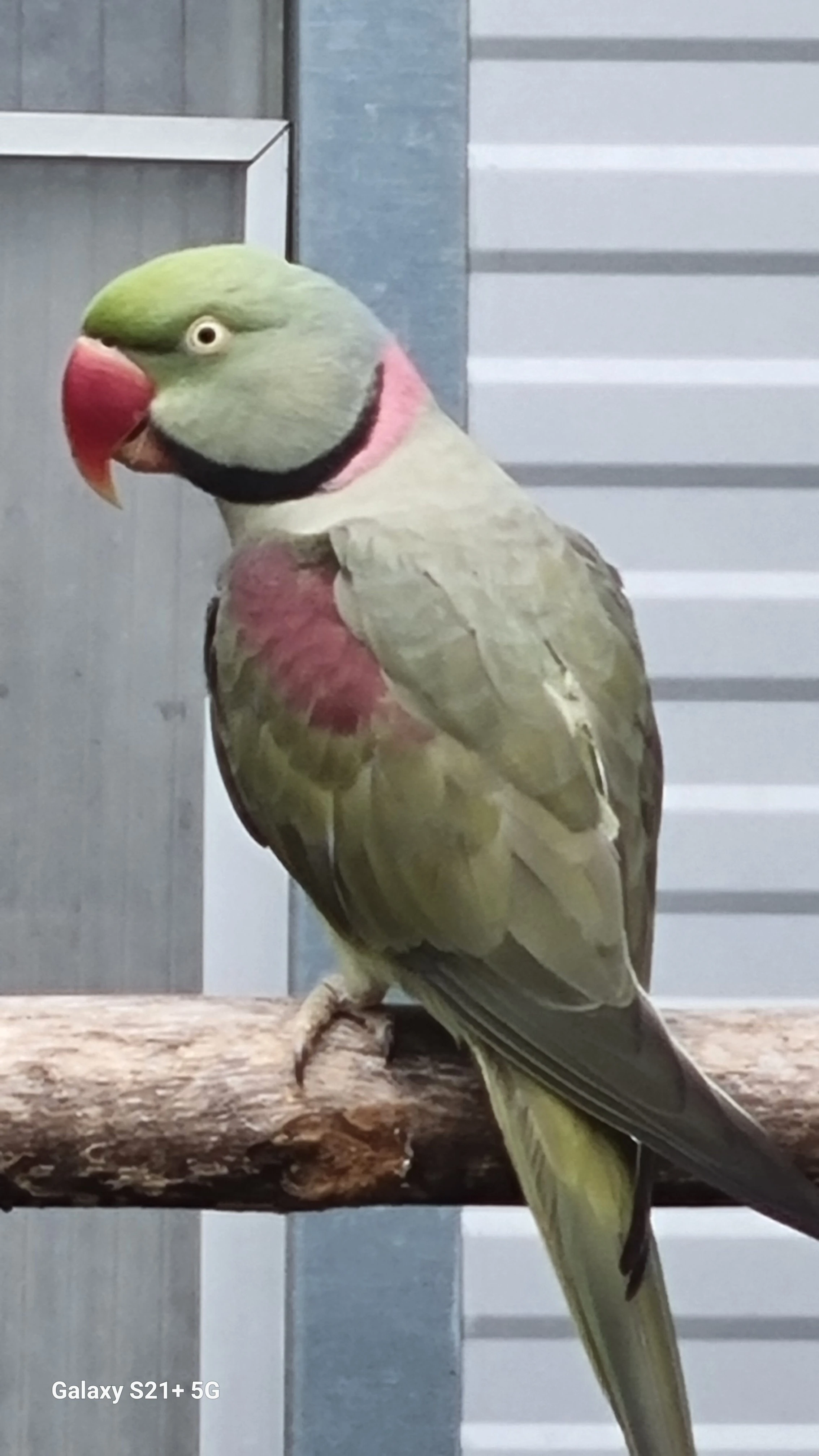 Alexandr velký dominantní šedozelený