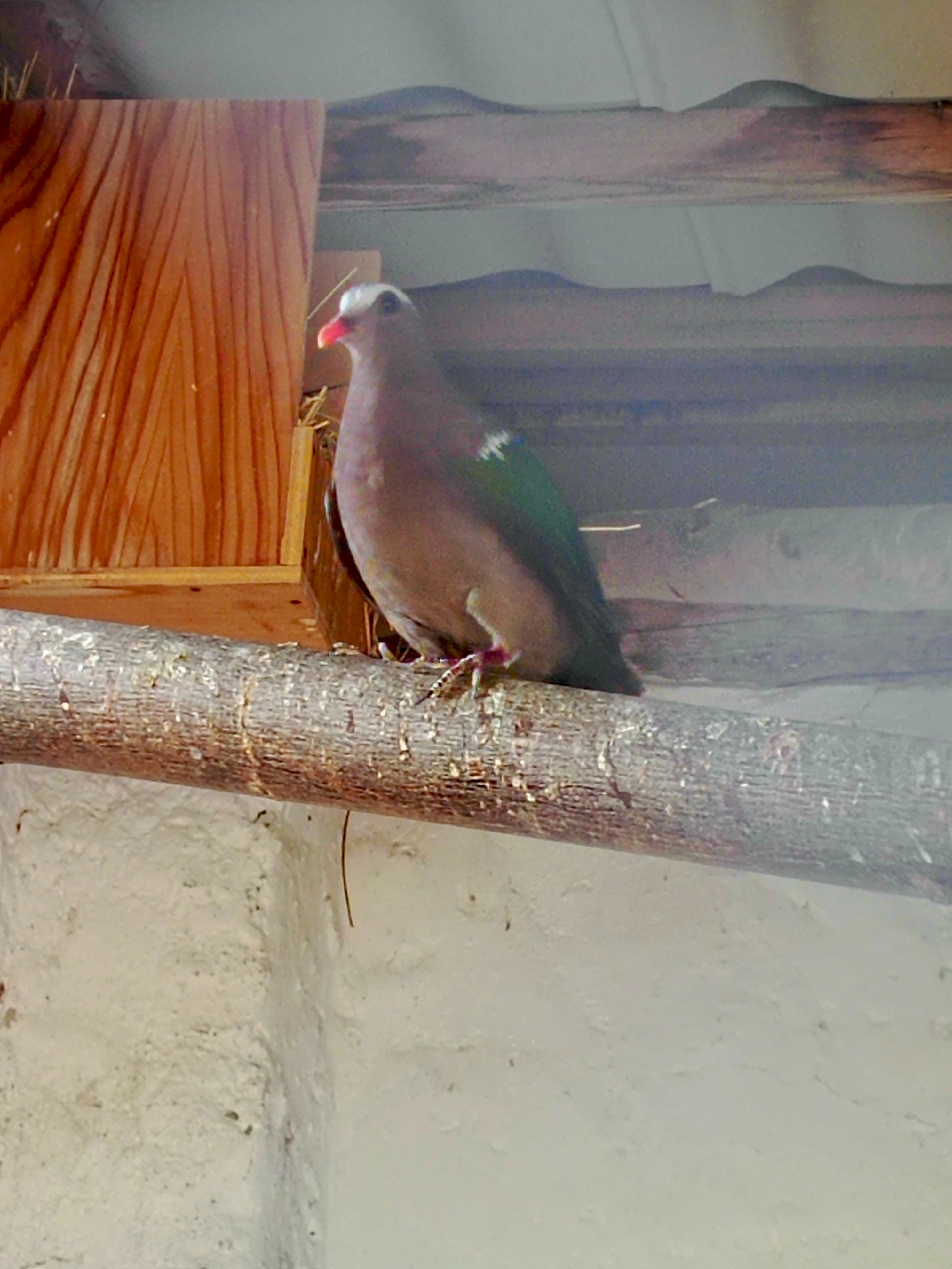 Holub zelenokřídlý